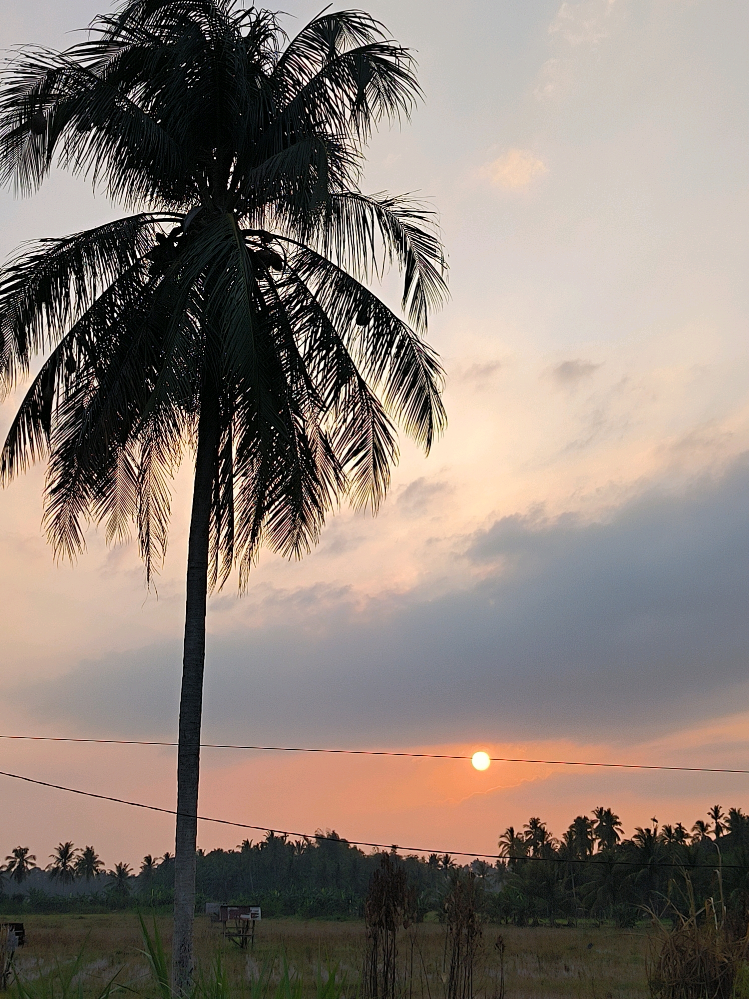 A single, tall, silhouetted coconut palm tree dominates the left side of the frame, its fronds fanning out against a pale sky. The sun, a bright orange disc, is visible low in the sky on the right, partially obscured by soft, grey clouds that are tinged with the warm hues of sunset. A line of dark, silhouetted trees, likely a mix of palm and other tropical foliage, stretches across the middle ground, forming a dense horizon line. Below the trees, a field of dry, golden grass and some darker vegetation is visible, with a small, rustic wooden structure on stilts in the distance. Several thin, dark power lines cut horizontally across the lower portion of the image, adding a modern element to the otherwise natural landscape. The overall impression is one of a peaceful, tropical sunset in a rural area, possibly on the outskirts of Lhokseumawe, Indonesia.