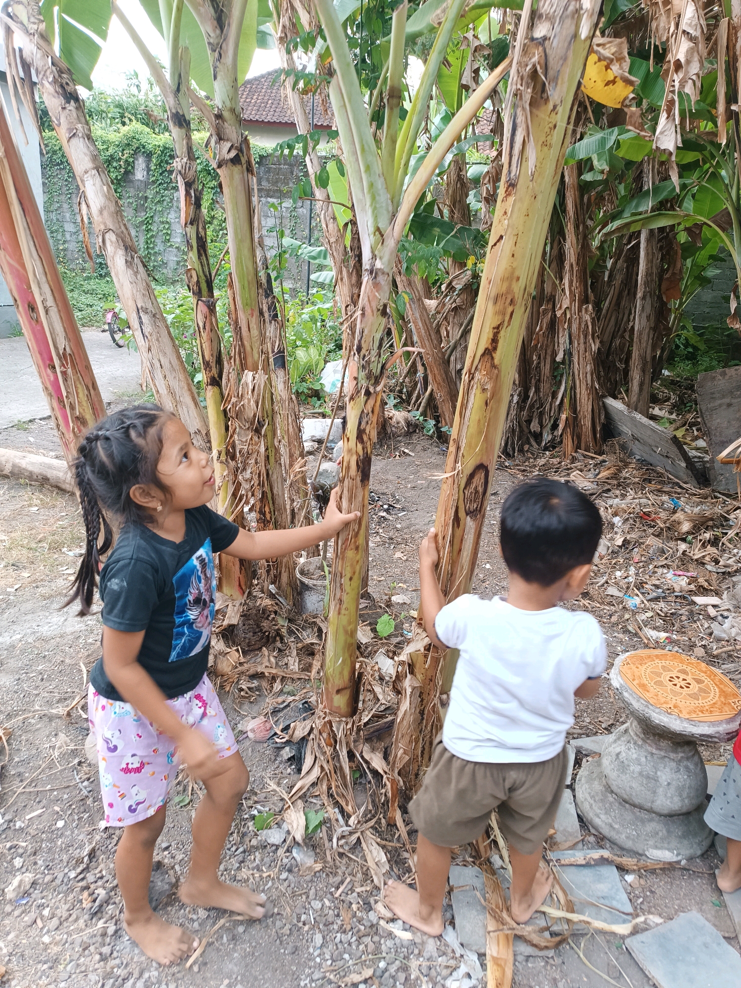A young girl and a boy are standing near banana trees in Tabanan, Indonesia. The girl, on the left, wears a black t-shirt with a graphic print and light purple shorts with unicorn patterns. She has dark hair in braids and is looking up at the trees with her right hand touching one of the banana stalks. The boy, on the right, wears a white t-shirt and brown shorts. He has dark hair and is also looking towards the banana trees, with his left hand touching a stalk. The ground is covered in gravel and fallen leaves. In the background, there are more banana plants, a concrete wall covered in vines, and a house with a tiled roof. A small, decorative concrete table with a tiled surface is visible to the right of the boy.