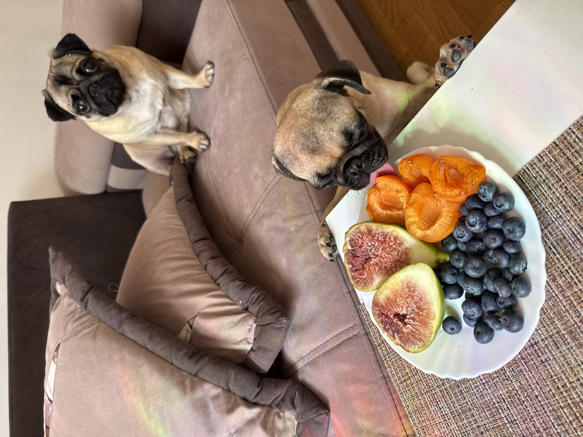 Two pugs are on a sofa. One pug is sitting and looking at the camera, while the other is lying down and licking a plate of fruit. The plate contains blueberries, dried apricots, and figs. The setting appears to be indoors, likely a living room, with the sofa being the main piece of furniture. The lighting suggests it could be daytime. The pugs seem curious and interested in the food. There is no visible text in the image.