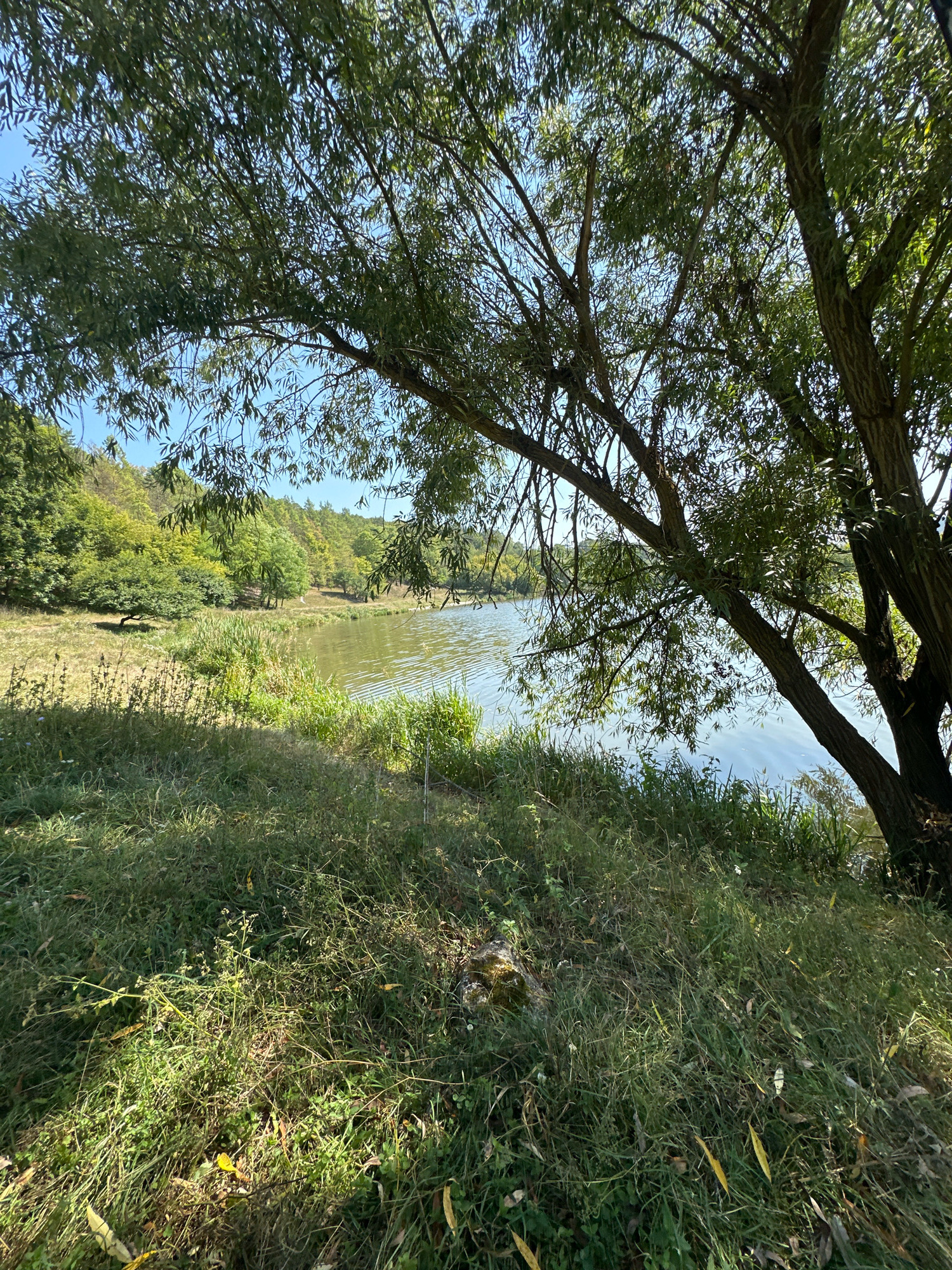 The image depicts a natural scene along the bank of a body of water, possibly a river or lake, in Makiv, Ukraine. A large tree with sparse, green foliage dominates the foreground, its branches extending over the water. The foreground is covered in dense, tall grass, with some patches of dry, brown grass and scattered fallen leaves. The bank of the water is lined with reeds and other aquatic vegetation. The water itself appears calm, with gentle ripples on the surface reflecting the blue sky. In the background, a wooded hillside with various shades of green trees rises from the far bank. The overall atmosphere is peaceful and serene, suggesting a natural, undeveloped area.