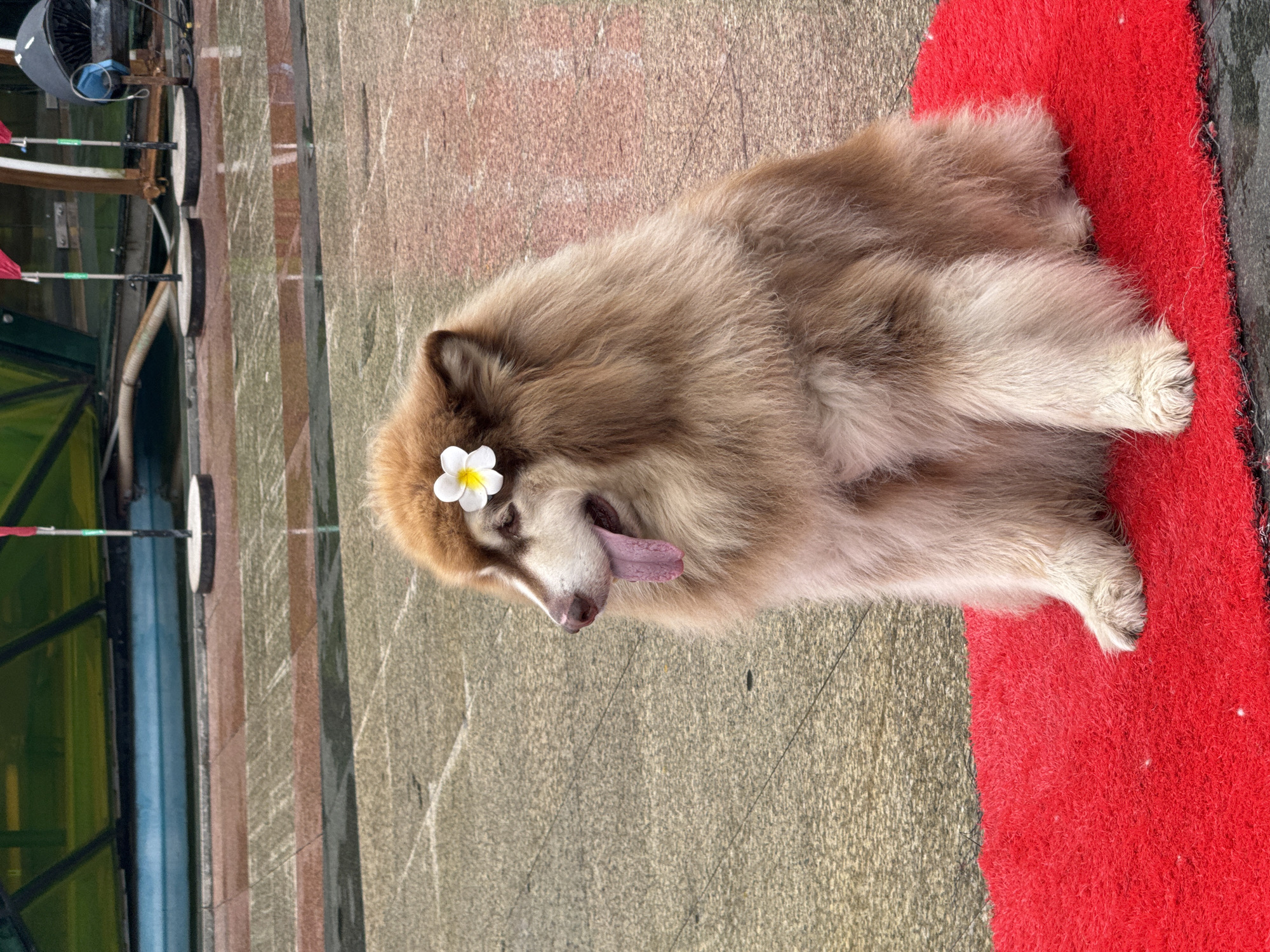 A dog lies on a red mat in Da Lat, Vietnam. The dog is brown and white and has a white flower on its head. The location appears to be a public area or street with tiled flooring and some form of vehicle or apparatus nearby.