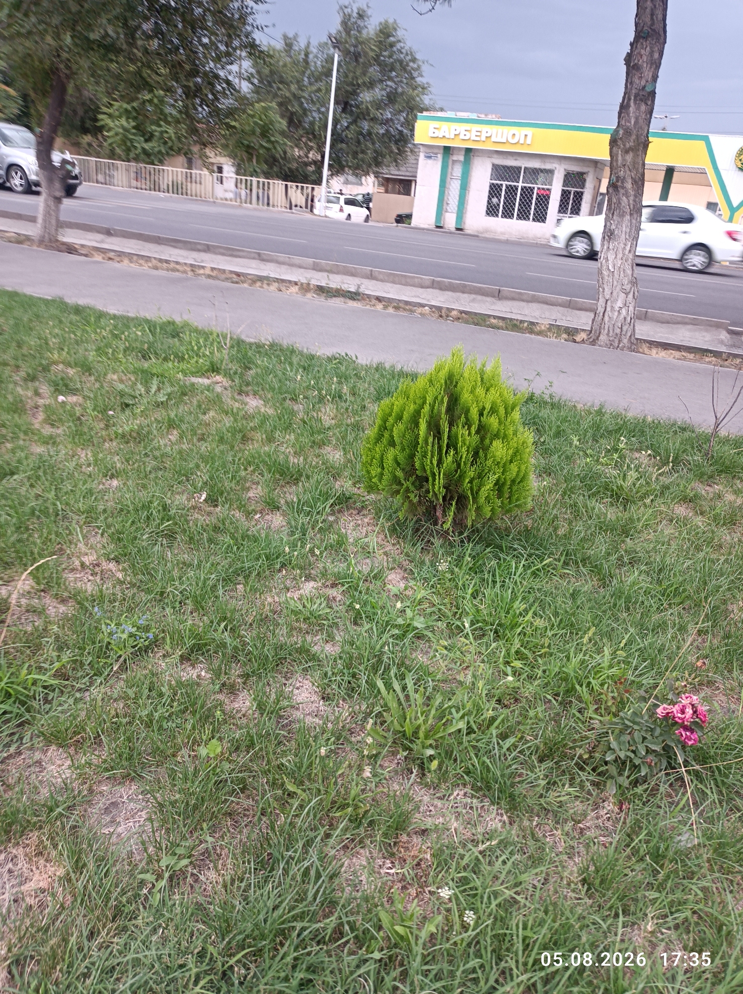 The image depicts a street scene in Tokmok City, Kyrgyzstan, on August 5, 2026, at 17:35. In the foreground, a well-maintained grassy area features a small, rounded green shrub and a cluster of pink roses. A sidewalk runs alongside the grass, separating it from a paved road. On the road, a white car is seen in motion. Across the street, a building with a yellow and white facade is visible, with the Cyrillic text "БАРБЕРШОП" (Barbershop) displayed prominently. Other vehicles are present on the road, and trees line the sidewalk in the background, with a white lamppost visible. The sky is overcast.