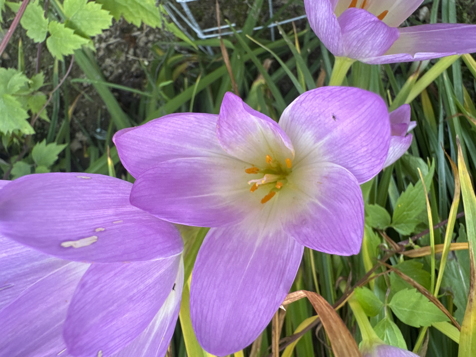 A close-up, eye-level shot shows several purple colchicums in bloom, set against a blurred background of green foliage and dark soil. The flowers, with their delicate, layered petals, are the primary focus. One flower in the foreground is open, revealing its yellow and white stamen. Another flower, partially visible in the lower right, is also in bloom. A small insect is perched on one of the petals in the center of the frame. The scene appears to be in a garden or natural setting. The location is specified as Бараўлянскі сельскі Савет, Belarus, suggesting a rural or semi-rural environment within that administrative division. There are no people or animals, aside from the insect, present in the image.