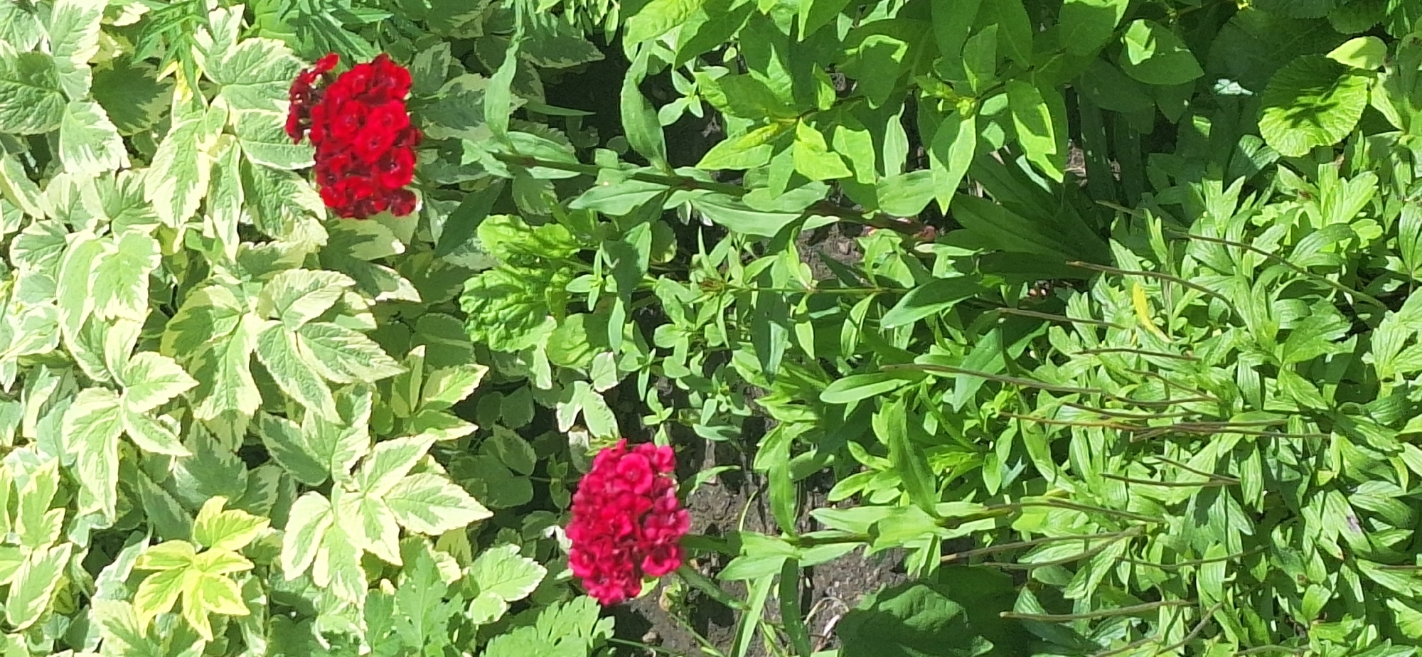 The image is a close-up, vertical shot of a garden in Bila Tserkva, Ukraine. In the foreground, on the left, is a cluster of deep pinkish-red flowers, possibly Dianthus, with slender, dark green stems. To the right and slightly behind this, is another cluster of vibrant red flowers. The plants behind the flowers are a mix of green foliage, with some leaves showing variegation of white and light green. The ground appears to be dark soil. The lighting suggests it is a sunny day, with shadows cast by the plants. There are no people or animals visible in the image.