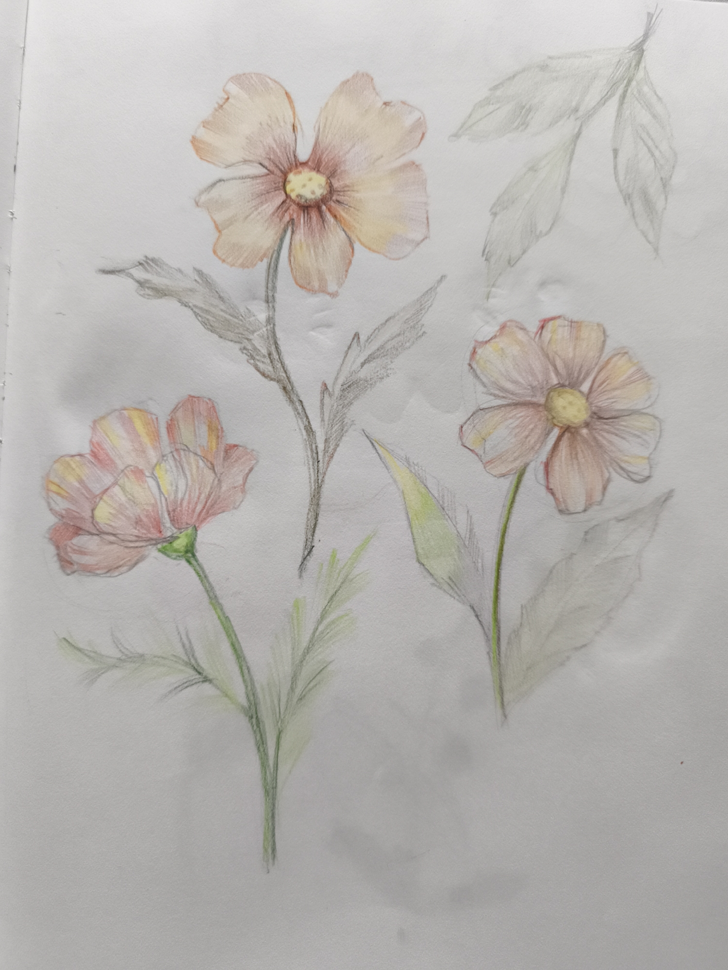 The image is a colored pencil drawing of several flowers and leaves on a white background. In the upper left quadrant, there is a flower with pale orange and pink petals radiating from a yellow center. To the left and slightly below this flower are two grey, feathery leaves. In the bottom left quadrant, there is another flower with pink and yellow petals, a green stem, and a few wispy green leaves. In the right quadrant, there is a flower with pale orange and pink petals, similar to the one in the upper left, with a green stem and a few large, pale grey leaves. There are also a few uncolored leaves sketched in the upper right corner. The style of the drawing is delicate and somewhat impressionistic, with soft shading and visible pencil strokes. The image is a flat lay of the artwork, with no environmental context to indicate a specific location in Saint-Denis, France or any other city.