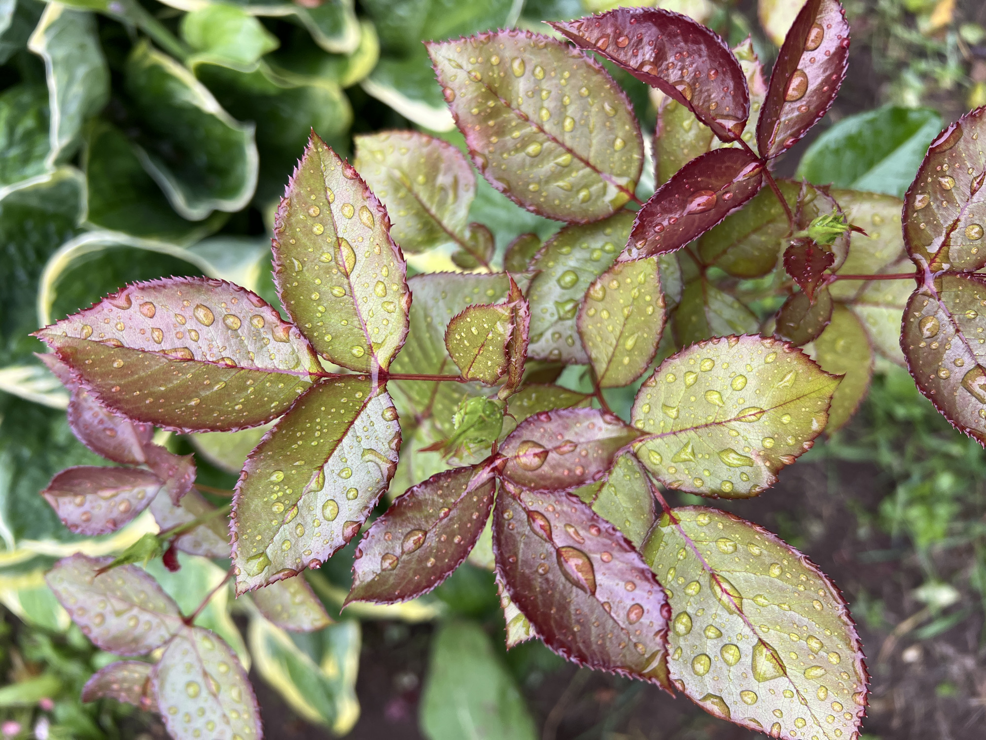 The image is a close-up, high-angle shot of rose bush leaves covered in water droplets, likely from rain. The leaves are a mix of reddish-purple and green, with the red tones more prominent on the edges and newer growth. The water droplets are scattered across the surface of the leaves, reflecting the light and adding a glistening texture. The background is softly blurred, showing hints of other greenery and the darker soil of a garden setting. The focus is entirely on the texture and detail of the leaves and the water droplets. There are no people, text, or clear indications of time of day or specific emotional tone beyond the natural beauty of a plant after rain. The location context is Zhigalki, Russia.
