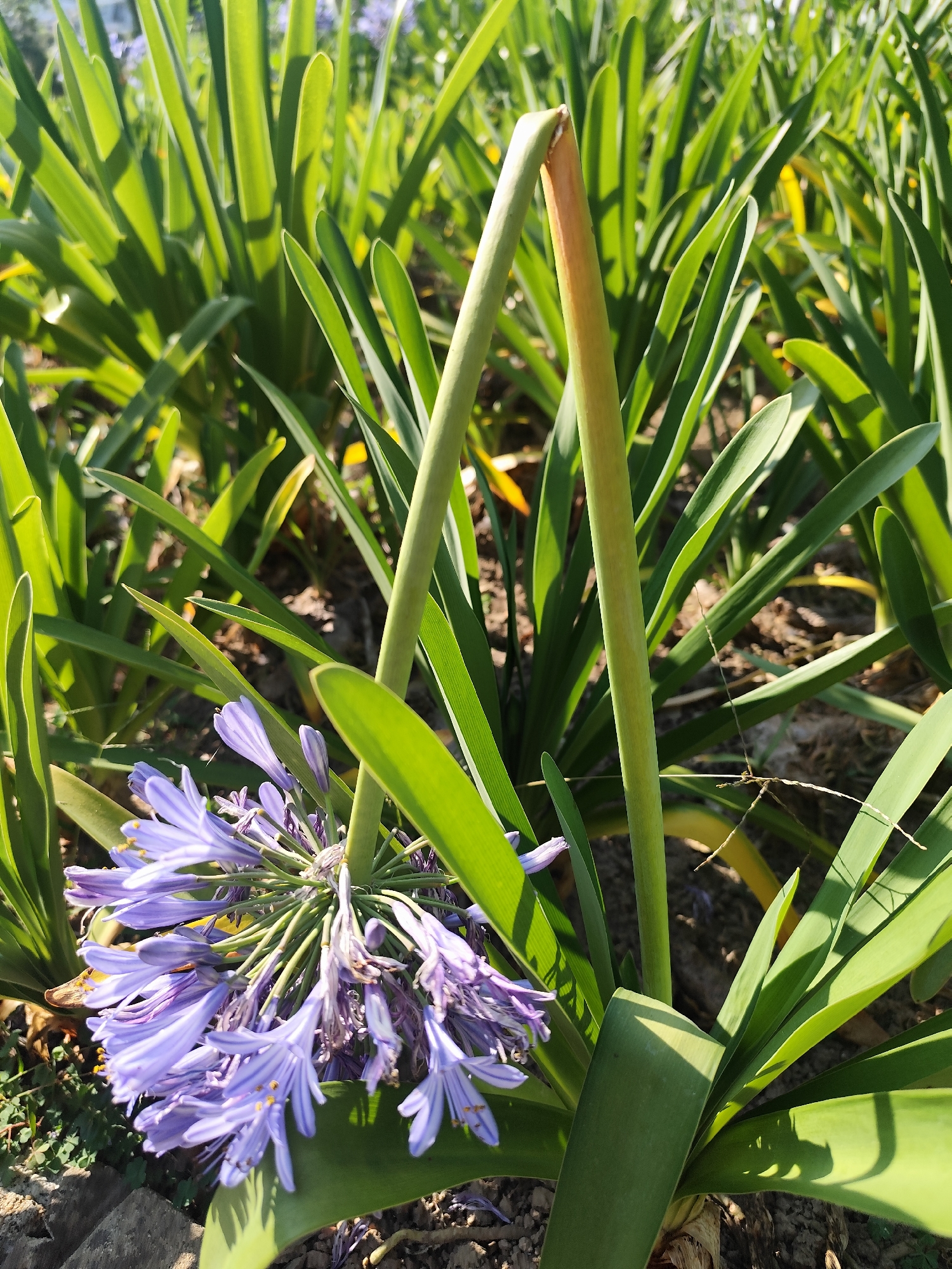 The image captures a clump of African Lily (Agapanthus) plants, recognizable by their strap-like leaves and spherical flower heads. The flowers are a light purple hue with darker stripes, and some appear wilted. Two leafless flower stalks stand tall amidst the foliage, with one exhibiting a browning tip. The plants are densely clustered, suggesting a garden setting. The ground is visible beneath the foliage and appears to be soil. The strong sunlight indicates a daytime shot. The specific location within Da Lat, Vietnam, cannot be determined solely from the visual information.