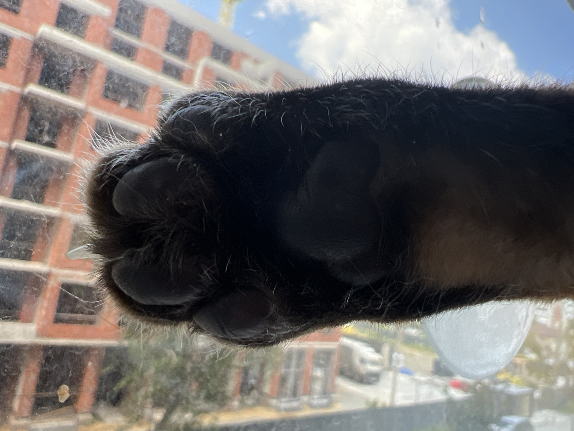 A close-up, low-angle shot captures a black cat's paw pressed against a window. The paw is dark and furry, with visible toes and pads. The cat's claws are extended and are scratching at the glass. The window is dirty and smudged, with water droplets visible on the surface.
Through the window, a blurry urban landscape is visible. In the foreground, there are diagonal orange and black stripes, suggesting a building's facade. Further in the background, the sky is visible with white clouds. The overall impression is that the cat is on the interior side of the window, looking outwards at the city. The background details are indistinct and out of focus, but the general environment suggests an urban setting with buildings and possibly traffic. The scene is consistent with a cat observing its surroundings from a window in Yekaterinburg, Russia.