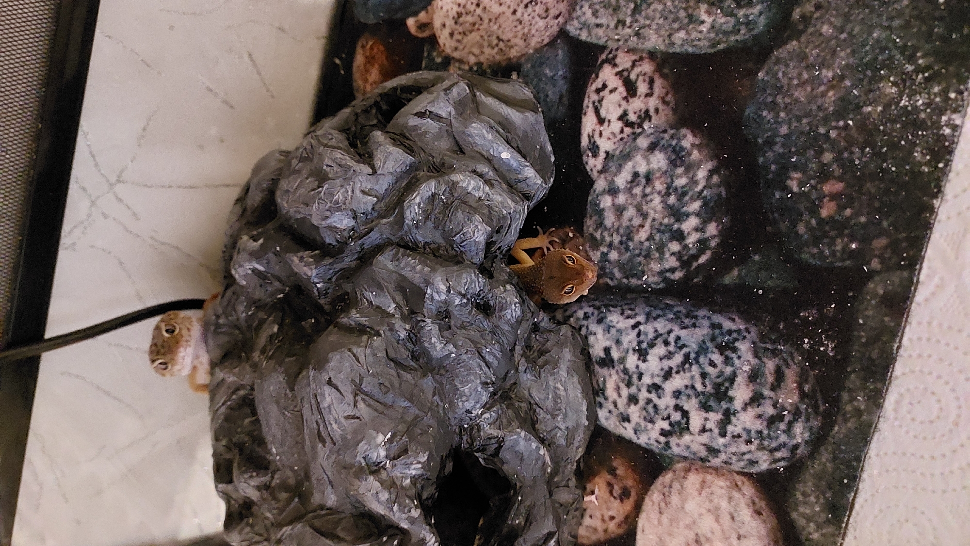 In the city of Зелёный, Russia, a close-up, eye-level, indoor shot shows two leopard geckos. The gecko in the foreground is peeking out from underneath a dark, crinkled rock-like decoration, with its head and front legs visible. It has brown skin with darker spots and large, dark eyes. The second leopard gecko is perched on top of the same decoration, with its head and upper body visible. This gecko is lighter in color, with a spotted pattern and similarly large eyes. The background features a textured, light-colored wall with faint grey marks. The substrate of the enclosure is covered with large, smooth, multi-colored stones, primarily grey, black, and tan. A black cable extends from the top of the frame downwards.