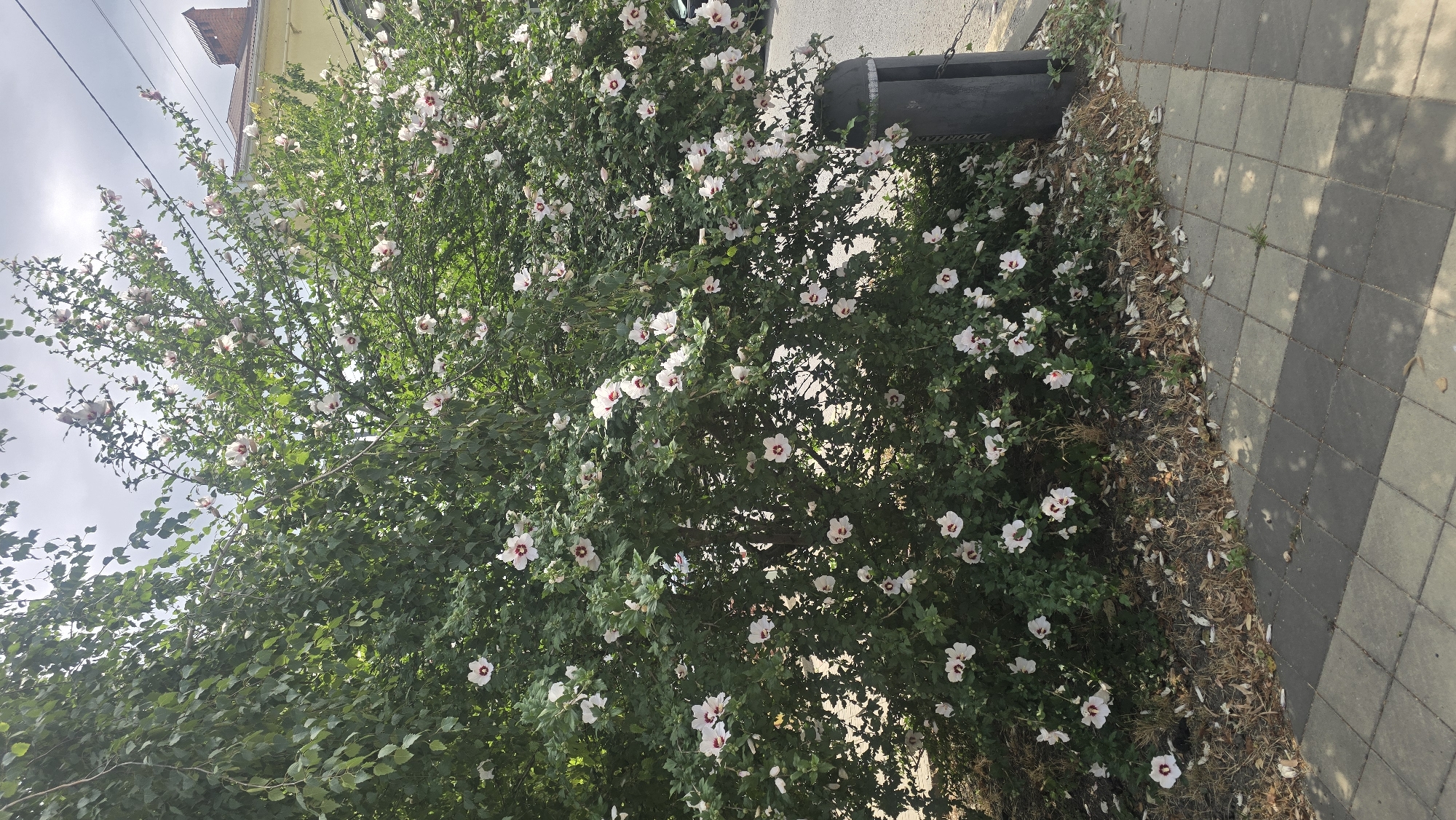 A large, bushy flowering plant, likely a Rose of Sharon, with numerous white and pink blossoms is situated in the foreground on the left side of the image. The plant is dense with green foliage and blooms. To the right of the plant is a dark gray trash receptacle. The ground beneath and around the plant is covered with dry leaves and some sparse grass. A paved walkway made of gray and beige square tiles extends from the lower right corner across the bottom of the image, leading away from the viewer. The walkway is partially shaded by the overhanging branches of the plant. In the background, to the right, a section of a building with a yellow facade and a red-tiled roof is visible, along with a chimney. Overhead, the sky is cloudy. The scene appears to be a street or park area in the city of Krasnodar, Russia. No people are present in the image, and no actions or interactions are depicted.