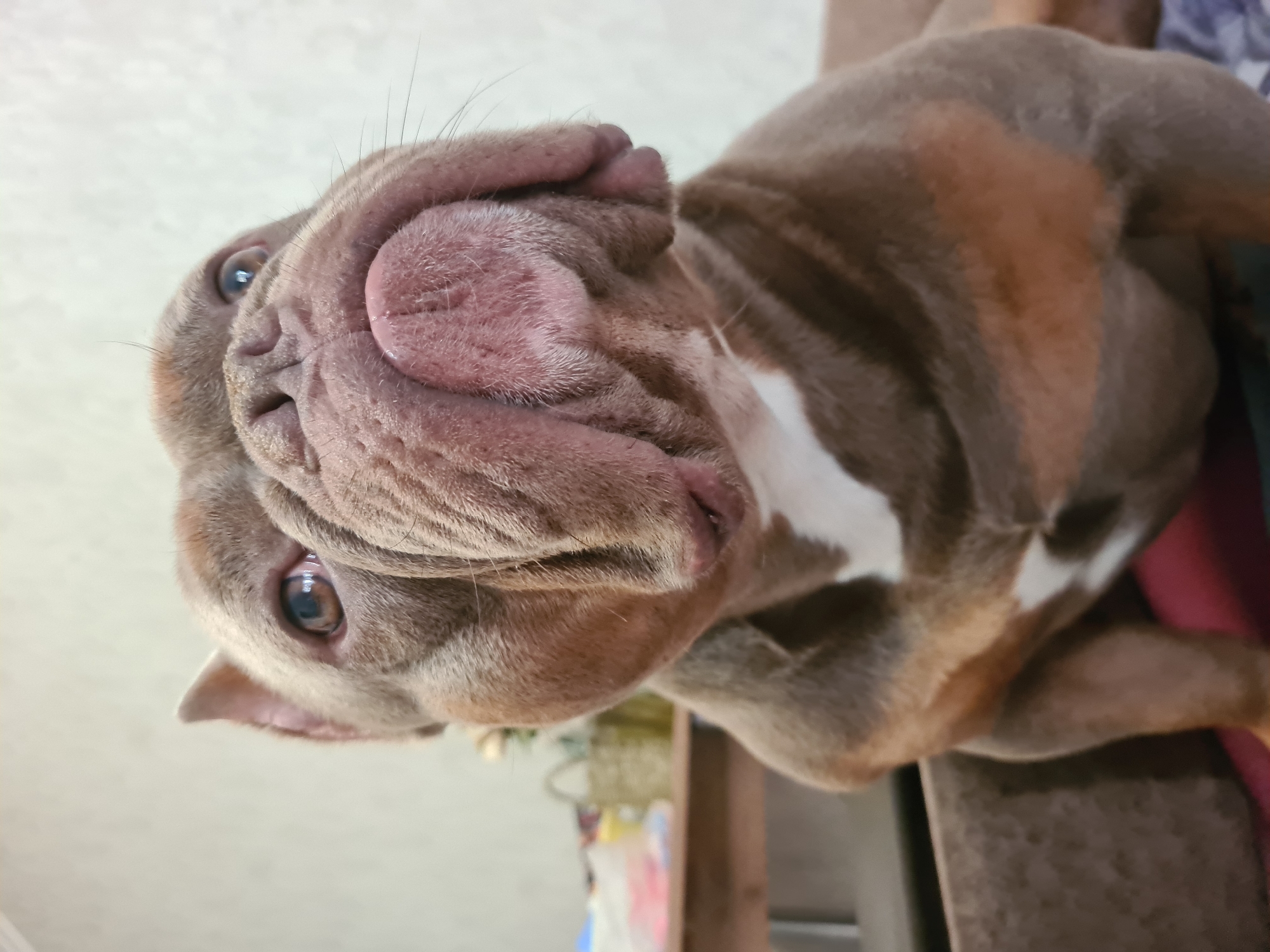 A close-up, waist-up shot of a muscular, brown-and-white pit bull dog. The dog is positioned in the foreground, looking upwards and slightly to the right. Its face is broad and wrinkled, with a pink nose and large, expressive eyes. A white patch of fur is visible on its chest. The background is blurred, showing a wooden table with various objects, including baskets, and a wall. The overall lighting is bright, suggesting an indoor setting.