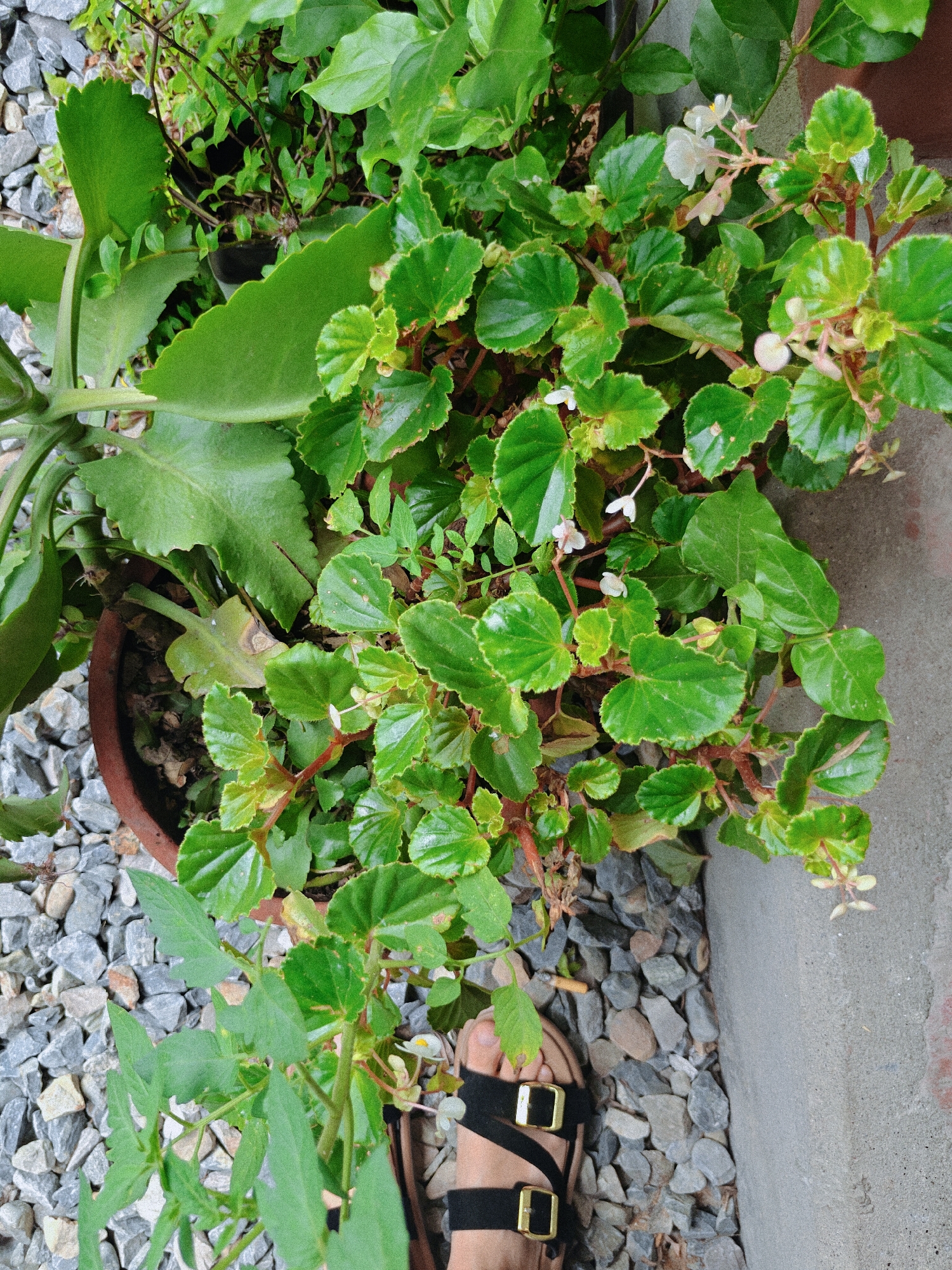 In Pokhara, Nepal, a close-up, overhead shot captures a potted plant with lush green leaves and small white flowers. The plant, likely a begonia, sits in a brown terracotta pot surrounded by grey gravel. To the left, a large, waxy leaf from another plant, possibly a Kalanchoe, is visible. A human foot, wearing a black sandal with gold buckles, is positioned in the lower right quadrant, partially obscuring the gravel. The scene is set outdoors, with a concrete structure to the right, suggesting an urban or semi-urban environment. The lighting is natural, indicating daytime.