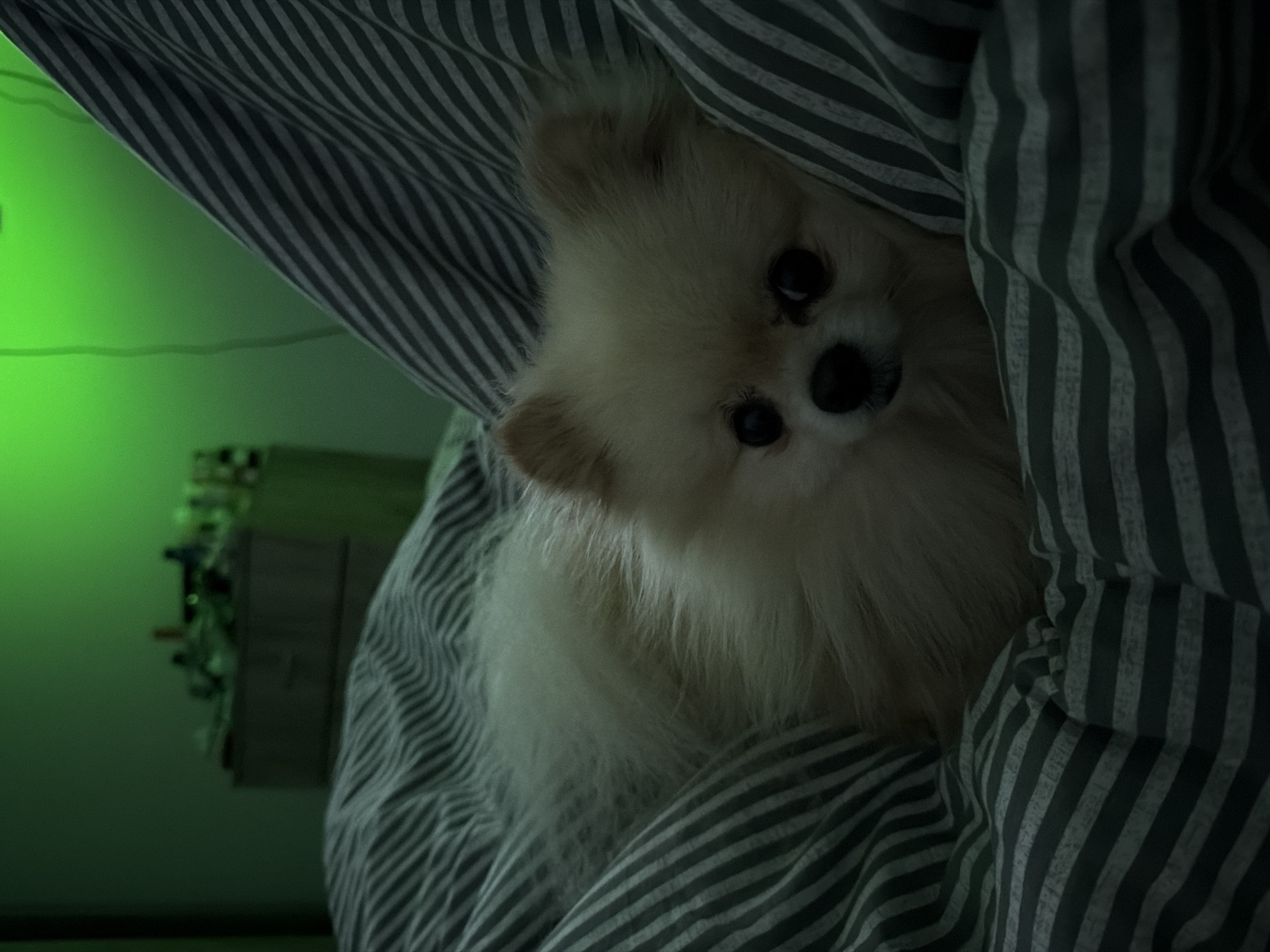 A small, fluffy, light-colored Pomeranian dog is nestled in striped bedding. The stripes are grey and white. The dog is looking directly at the camera. The lighting in the room is low, with a greenish hue. In the background, out of focus, is a cabinet or shelving unit with various objects on it. The specific location is not discernible from the image alone. Therefore, information regarding Varna, Bulgaria, cannot be provided.