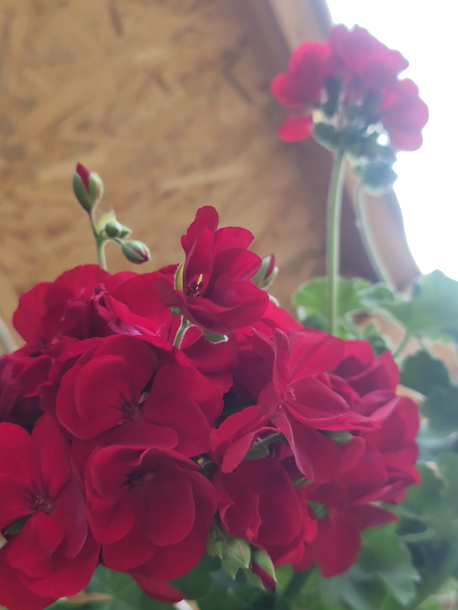 A close-up shot features a cluster of vibrant red geranium flowers, accompanied by buds on green stems. A second, less focused cluster of red flowers extends upwards behind the main cluster. Green leaves are visible amongst the flowers. The background consists of a light brown wooden surface, possibly an interior wall, and an area of bright light suggesting a window or opening. The location is Unknown, Unknown.