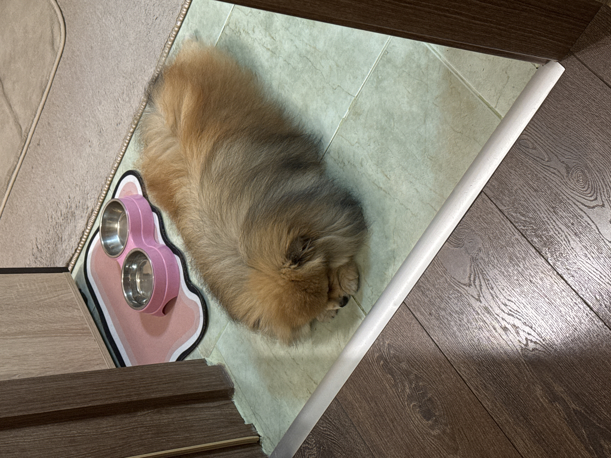 A fluffy, tan Pomeranian dog is sleeping on a light green tiled floor, with its head tucked into its paws. The dog is lying on a pink pet placemat with two metal food bowls. To the left of the dog and mat are the dark wood doors of a room. To the right of the dog is a light grey carpeted area. In the foreground, a light-colored door threshold separates the wood flooring from the tile flooring. The image was captured indoors.