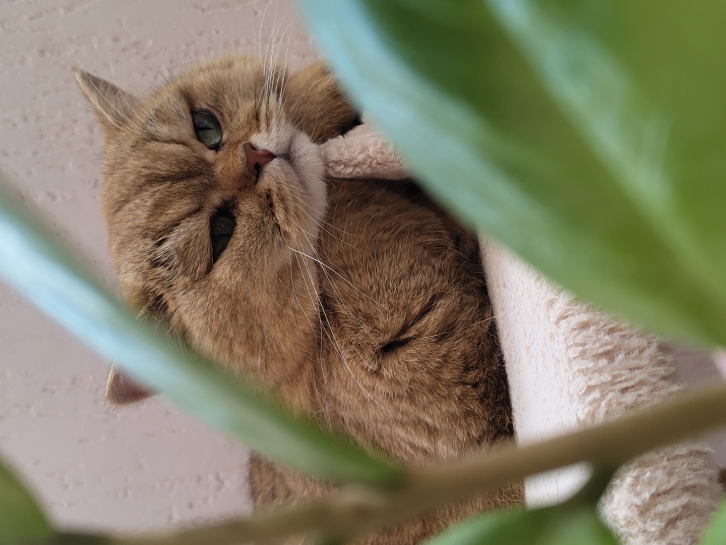 A close-up, medium shot captures a fluffy, ginger cat resting on a cream-colored, plush surface. The cat is positioned on the right side of the frame, with its body angled away from the viewer, and its head turned to face the camera. The cat's fur is a warm, golden-brown color, and its eyes are a striking green, narrowed in a seemingly thoughtful or possibly grumpy expression. Its ears are pointed upwards, and its whiskers are white and prominent. A light-colored, soft material, possibly part of a blanket or a toy, is tucked under the cat's chin. The background is a softly lit, neutral-colored wall. In the foreground, out of focus, are large, blurry green leaves from a plant, creating a natural framing effect for the feline subject. The overall impression is one of quiet repose, with the vibrant green foliage adding a touch of life to the scene. This image does not provide any specific geographical indicators to place it within Krasnodar, Russia.