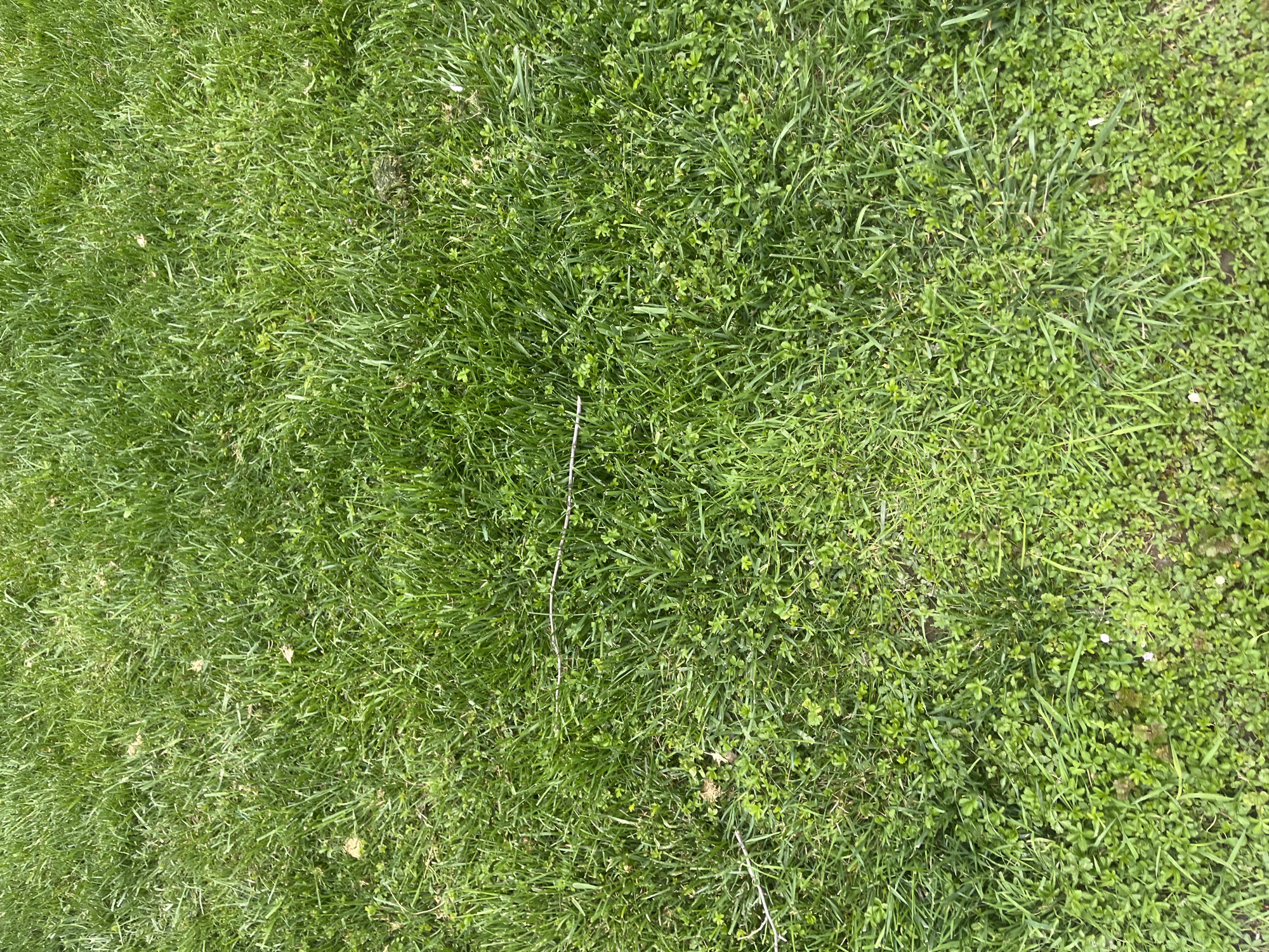 The image shows a patch of green grass. There are also areas of clover intermixed with the grass. Two thin, dry twigs are visible amongst the grass and clover. The grass varies in height and density. The environment is a lawn. The location is not specified, nor is it possible to determine whether the image was taken in Plovdiv, Bulgaria. There are no people or animals depicted in the image.
