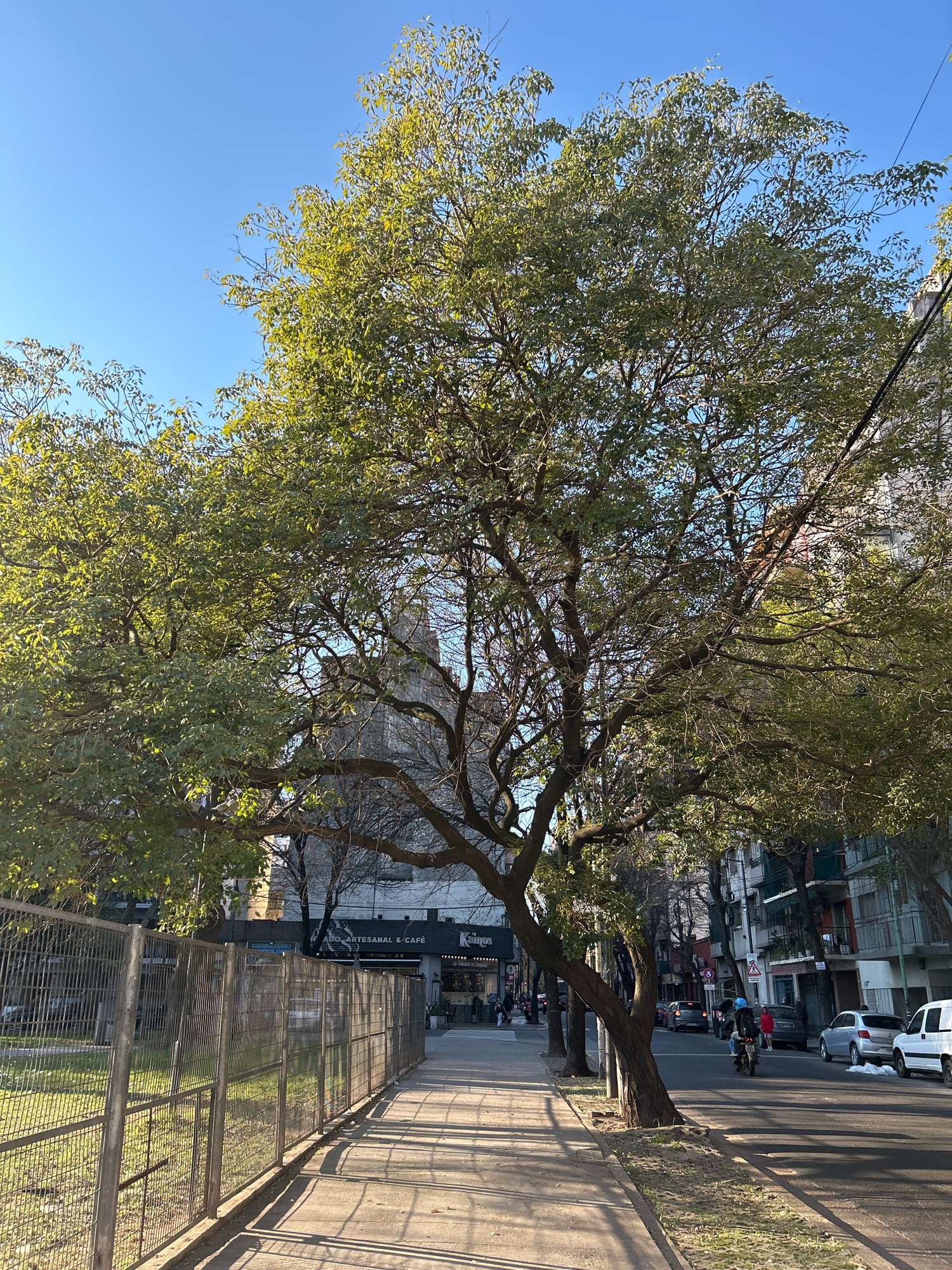The image depicts a street scene in Buenos Aires, Argentina, on a clear, sunny day. A large tree with green foliage dominates the foreground, casting dappled shadows on a concrete sidewalk. To the left of the sidewalk is a metal fence enclosing a grassy area. Beyond the fence, a building with signage that reads "HELADO ARTESANAL & CAFÉ" and "KAISHA" is visible. The street itself is lined with multi-story buildings on either side, suggesting an urban environment. Several vehicles, including cars and a motorcycle with a rider wearing a blue jacket and red helmet, are present on the street. The sky is a clear, bright blue. The overall impression is one of a typical urban street with pedestrian and vehicle activity.