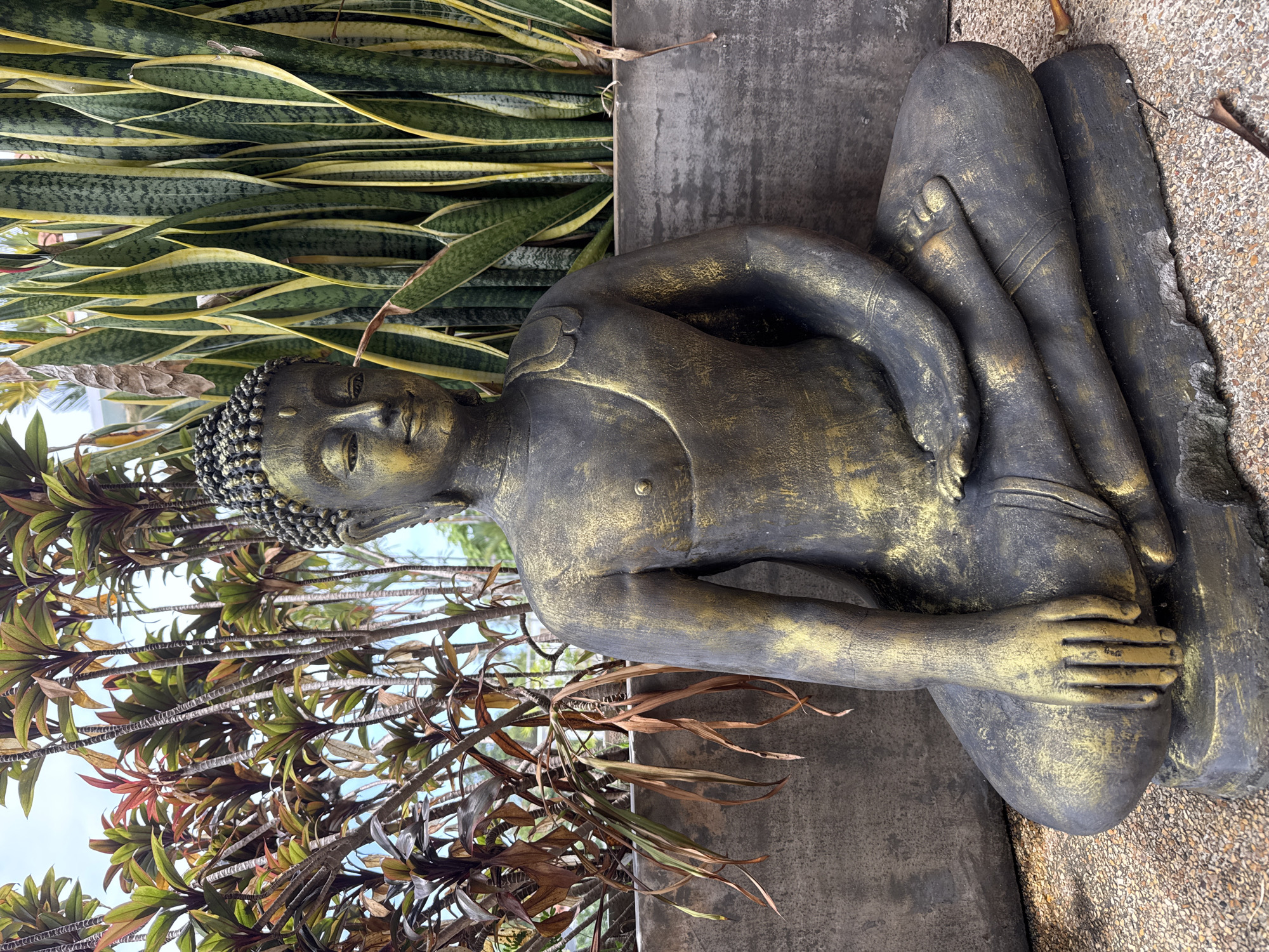 The image shows a statue of Buddha sitting cross-legged in Rawai, Thailand. The statue is dark gray with gold accents. It is positioned outdoors, surrounded by greenery consisting of snake plants and some type of branching plant with reddish-green foliage. The statue is set on a gray surface, and the background features a rough, pebbled ground.