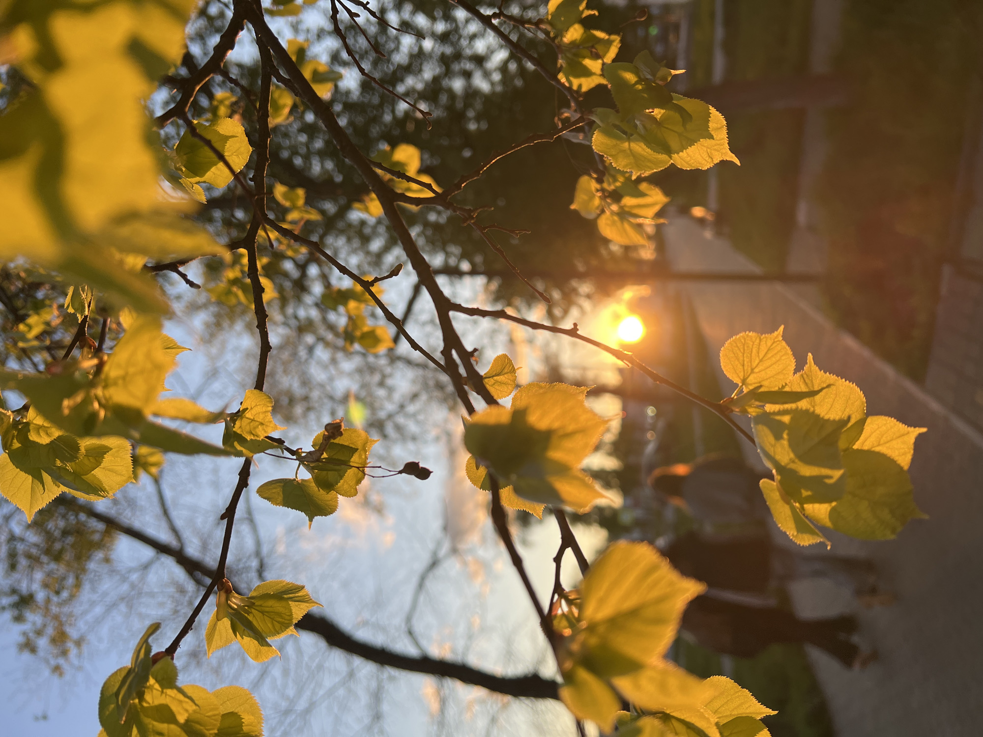 A sunlit view shows branches of a tree with bright green leaves against a soft, blurred background suggesting an urban environment. The sun is visible, appearing as a bright orb filtered through the trees, casting a warm glow on the leaves. The location is identified as the city of Chaikovsky, Russia. A portion of a sidewalk can be seen, suggesting the shot was taken near a street. A blurred figure of a person can be seen in the background.