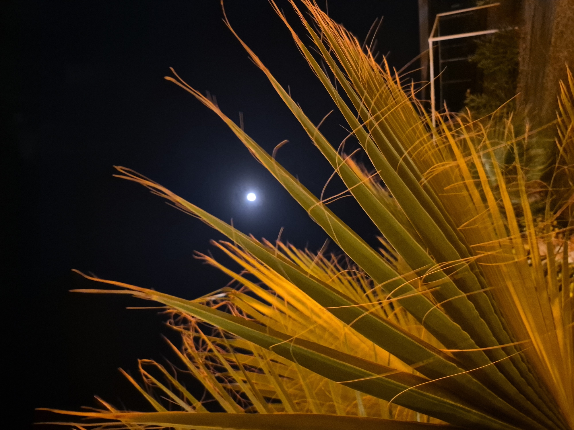The image depicts a nighttime scene focused on the fronds of a palm tree, illuminated with a warm, artificial light that casts them in shades of yellow and orange. The fronds are sharp and pointed, creating a dynamic pattern against the dark sky. In the distance, a small, bright moon is visible, partially obscured by the palm fronds. The background shows hints of a dimly lit outdoor area with some vegetation and a simple white structure, possibly a shelter or play equipment. The overall impression is one of a tropical or Mediterranean ambiance at night, with the palm tree serving as the main subject. No people are visible in the frame. The scene is likely located in a warm climate, given the presence of a palm tree.