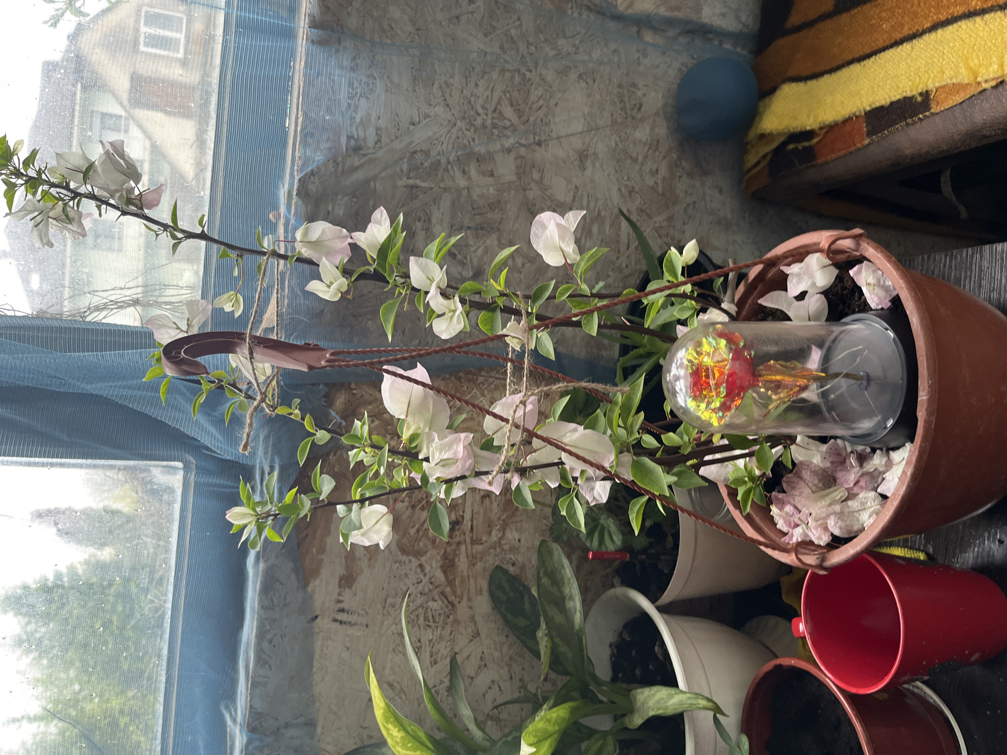 The image shows a bougainvillea plant in a pot, with white flowers and green leaves. The plant is in a brown plastic pot with an umbrella style handle and is situated next to other potted plants, including one in a white pot with variegated leaves and another in a white pot that is obscured. Also next to the bougainvillea plant is a red mug/cup. In the same pot as the plant is a clear, bulb-shaped glass ornament containing red and gold material. Behind the plants is a wooden wall, next to a window with translucent screen. Part of a piece of furniture with a yellow, brown and orange colored blanket is partially visible in the upper right of the image. The scene appears to be indoors, potentially in a sunroom or enclosed porch. The image does not provide any information to identify the city of Vesyoloye, Russia.