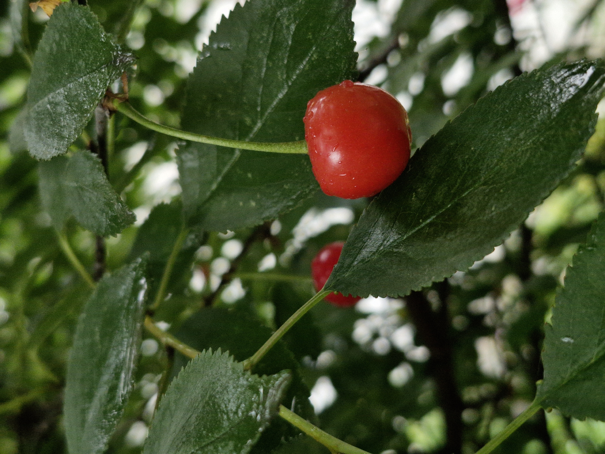 This is a close-up, macro photograph of a single, bright red cherry with water droplets on its surface. The cherry is attached to a thin, green stem and is nestled amongst dark green, serrated leaves. The leaves appear wet, suggesting recent rain or dew. The background is a blur of green foliage and out-of-focus white or light-colored shapes, possibly flowers or other cherries. The lighting suggests it is daytime, and the wetness of the leaves indicates a damp or recently rained-upon environment. The focus is sharp on the cherry and the immediate leaves, while the rest of the scene is softly blurred, creating a shallow depth of field that emphasizes the cherry. There is no visible text in the image.