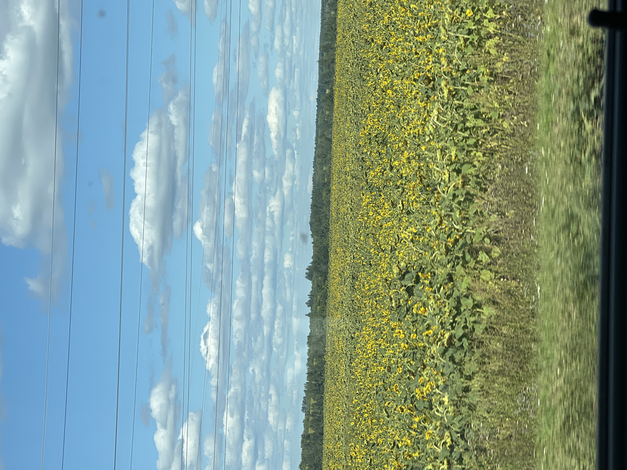 A wide shot captures a vast field of sunflowers under a bright, partly cloudy sky. The sunflowers, mostly yellow with green leaves, stretch out to the horizon, creating a sea of color. A line of trees borders the field in the distance. Several power lines are visible crisscrossing the sky. The foreground shows a blurred strip of green grass, suggesting the photo was taken from a moving vehicle. The scene appears to be located in Ozerki, Russia, based on the provided information. There are no people or actions visible in the image.