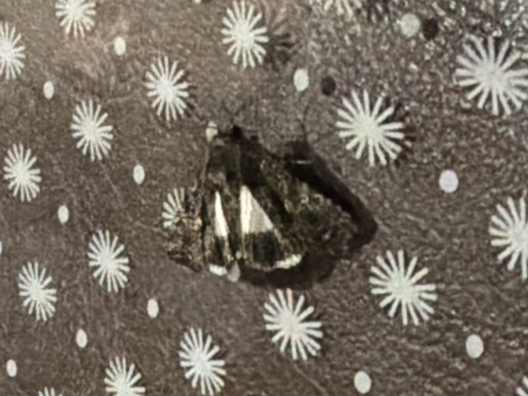 The image shows a close-up, top-down view of a single, deceased insect on a dark brown surface patterned with white star-like shapes. The insect appears to be dark brown or black with some lighter markings on its wings. Its body is partially obscured by its wings, which are spread open. The star-like patterns on the surface are evenly distributed and appear to be a printed design. There is no visible indication of the insect's location in Sochi, Russia or any environmental context beyond the patterned surface.