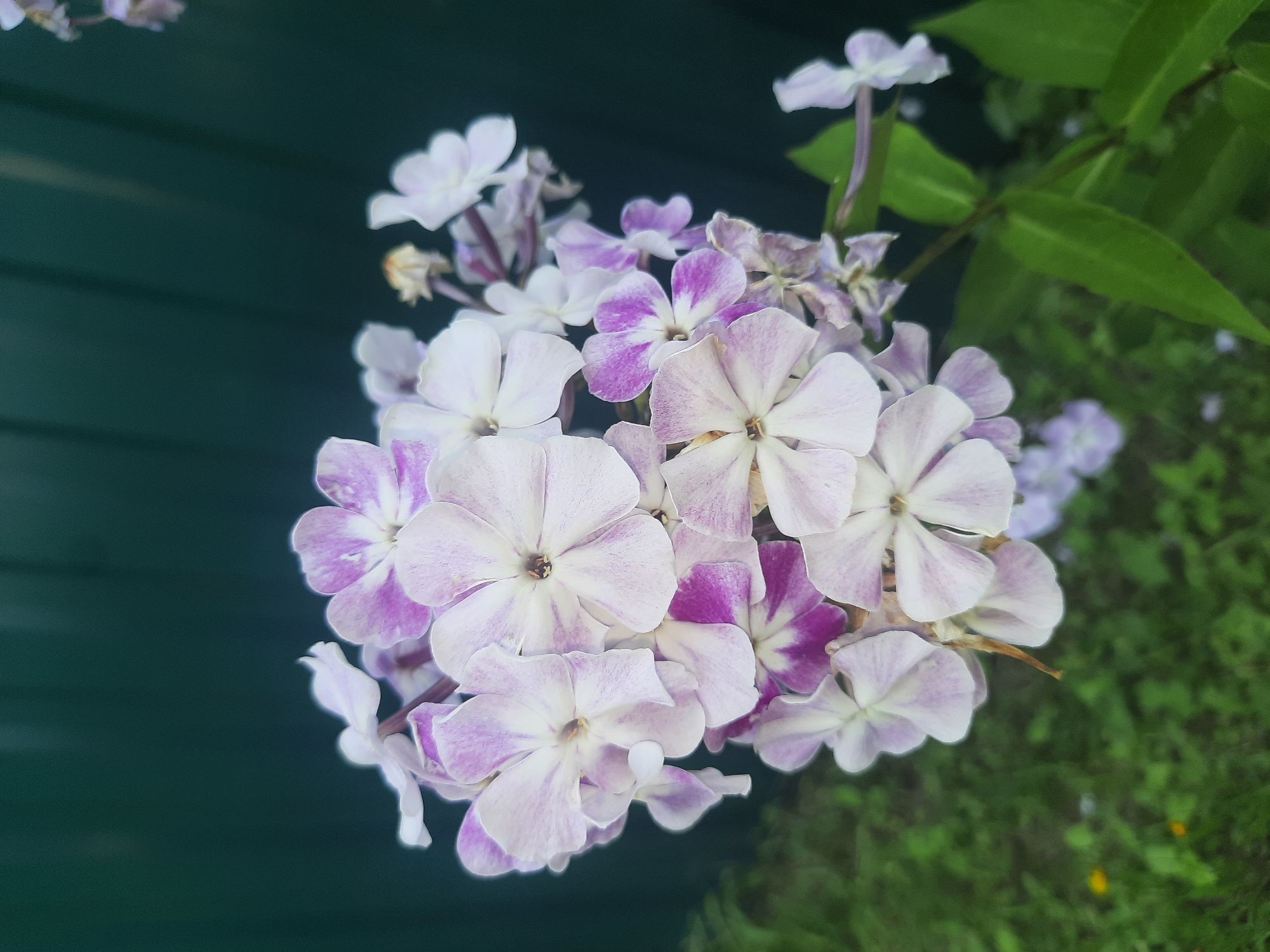 A close-up, vertical shot captures a cluster of phlox flowers in bloom, set against a dark green, textured background, likely a fence. The phlox blossoms are a delicate blend of white and soft purple, with some petals featuring distinct purple markings. The flowers are arranged in a dense cluster, with individual blooms showcasing five petals radiating from a central point. The foreground is a blurred expanse of green grass with hints of yellow wildflowers. The overall lighting is soft, highlighting the delicate texture and color variations of the petals. The scene suggests an outdoor garden setting, potentially in a residential area of Shklov, Belarus, given the presence of a fence and manicured greenery. There are no people or animals visible in the frame.