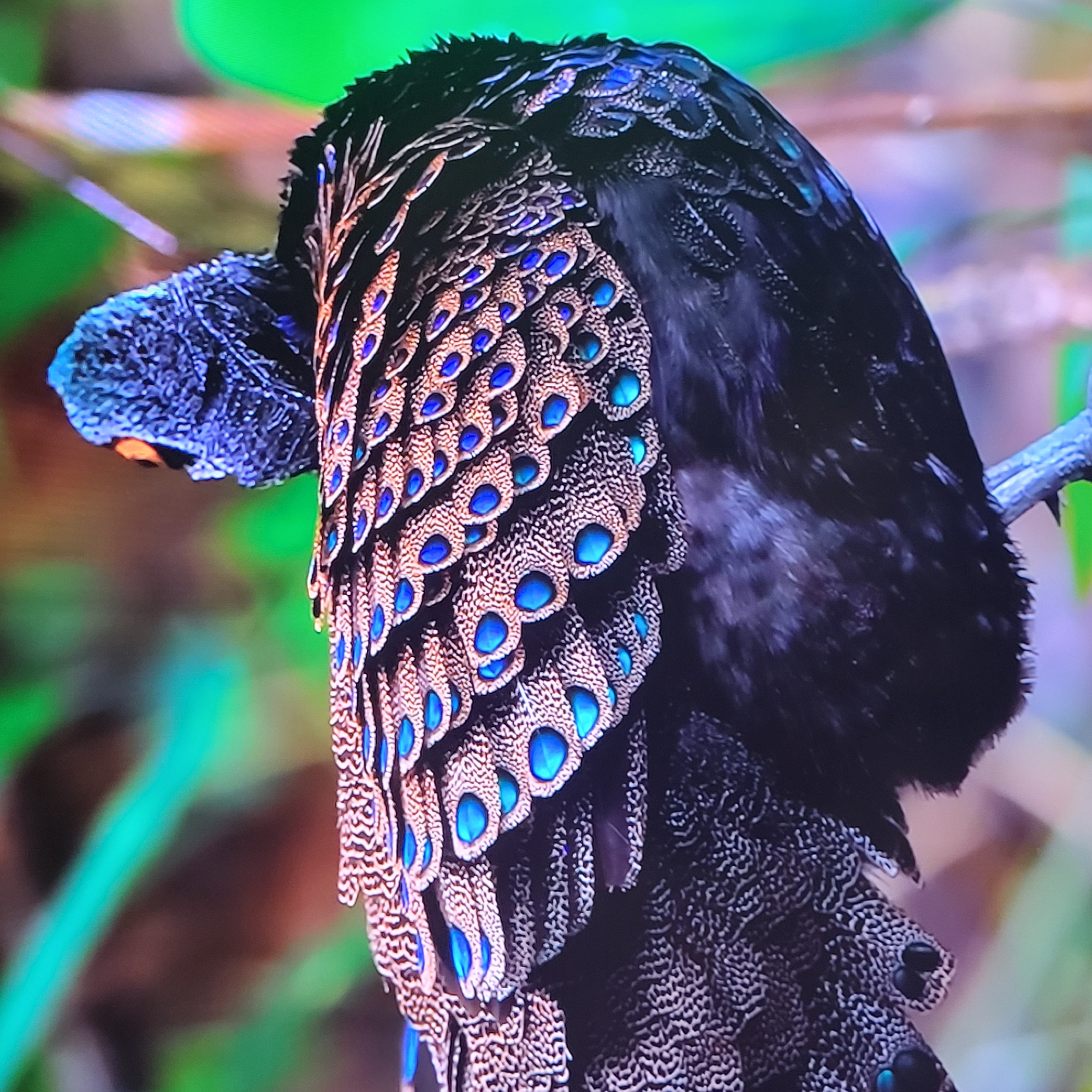 A close-up shot focuses on a Great Argus pheasant. The bird perches on a branch, its body turned to the right. The pheasant's neck and head are a dark, textured blue, with a small orange spot visible near its beak. Its feathers, which cover the rest of its body, are a striking mix of brown and white, adorned with bright blue circular patterns. The background is blurry, showing hints of green foliage. There is no indication in the photo of Yerevan, Armenia.