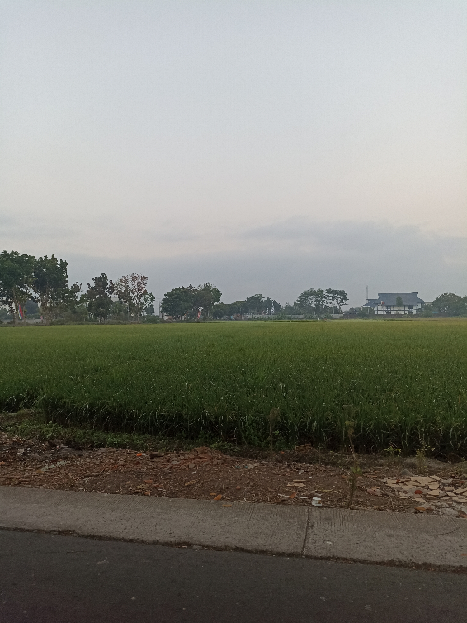 The image depicts a serene rural landscape, likely on the outskirts of Lumajang, Indonesia. A vast, lush green rice paddy dominates the foreground and midground, stretching horizontally across the frame. The sky above is overcast with a pale, diffused light, suggesting either early morning or late afternoon.
On the left side of the image, a line of mature trees with dense foliage provides a verdant border. Some of these trees display flags, hinting at a local event or celebration. In the distance, on the right side of the frame, a distinctive building with a dark, multi-tiered roof stands out against the treeline. This structure appears to be a traditional-style house or a community building. Scattered among the trees and near the building are other structures, some appearing more modern with white walls and darker roofs, and at least one with a tall, slender tower.
The immediate foreground shows a paved road and a narrow strip of unkempt ground bordering the rice field. This edge area is covered with dirt, scattered debris including broken tiles and some plant growth, indicating a transition from the developed road to the natural agricultural expanse. The overall impression is one of peaceful rural life, with agriculture being a prominent feature of the environment.