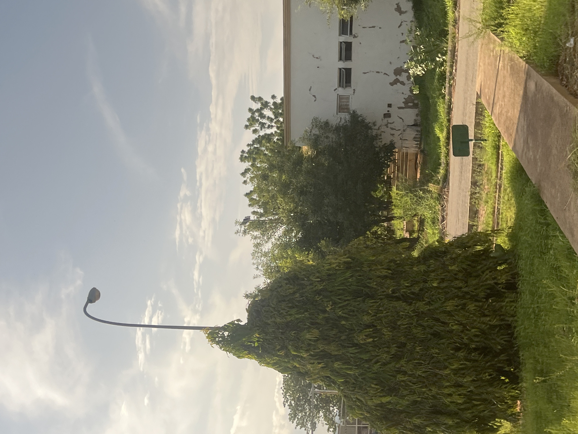 The image displays an outdoor daytime scene in Jalingo, Nigeria, featuring a building, lush vegetation, and a paved pathway under a bright, partly cloudy sky.
A prominent, tall, and dense tree or large bush with long, drooping, dark green leaves dominates the left side of the foreground. Extending from behind this foliage and arching into the sky is a black, curved streetlight pole topped with a light fixture. The sky is clear light blue with scattered, wispy white clouds, suggesting soft daylight, likely morning or late afternoon.
To the right, a light-colored, possibly white, multi-story building shows signs of wear with paint peeling from its facade. It has several rectangular windows, some of which appear open or are empty frames. Various other green trees and bushes of different sizes are visible behind the dense foreground vegetation and near the building.
A concrete or paved pathway stretches from the lower right foreground into the distance, running alongside the building. Adjacent to this main path is a narrower, darker paved section, possibly a road. A small, dark green rectangular box mounted on a pole stands next to this narrower path. The ground on either side of the pathways is covered with green grass and additional scattered vegetation.
No people or specific activities are visible, presenting a calm and static landscape. The scene conveys a sense of everyday life in a tropical or subtropical environment, consistent with the provided location context. There is no visible text in the image.