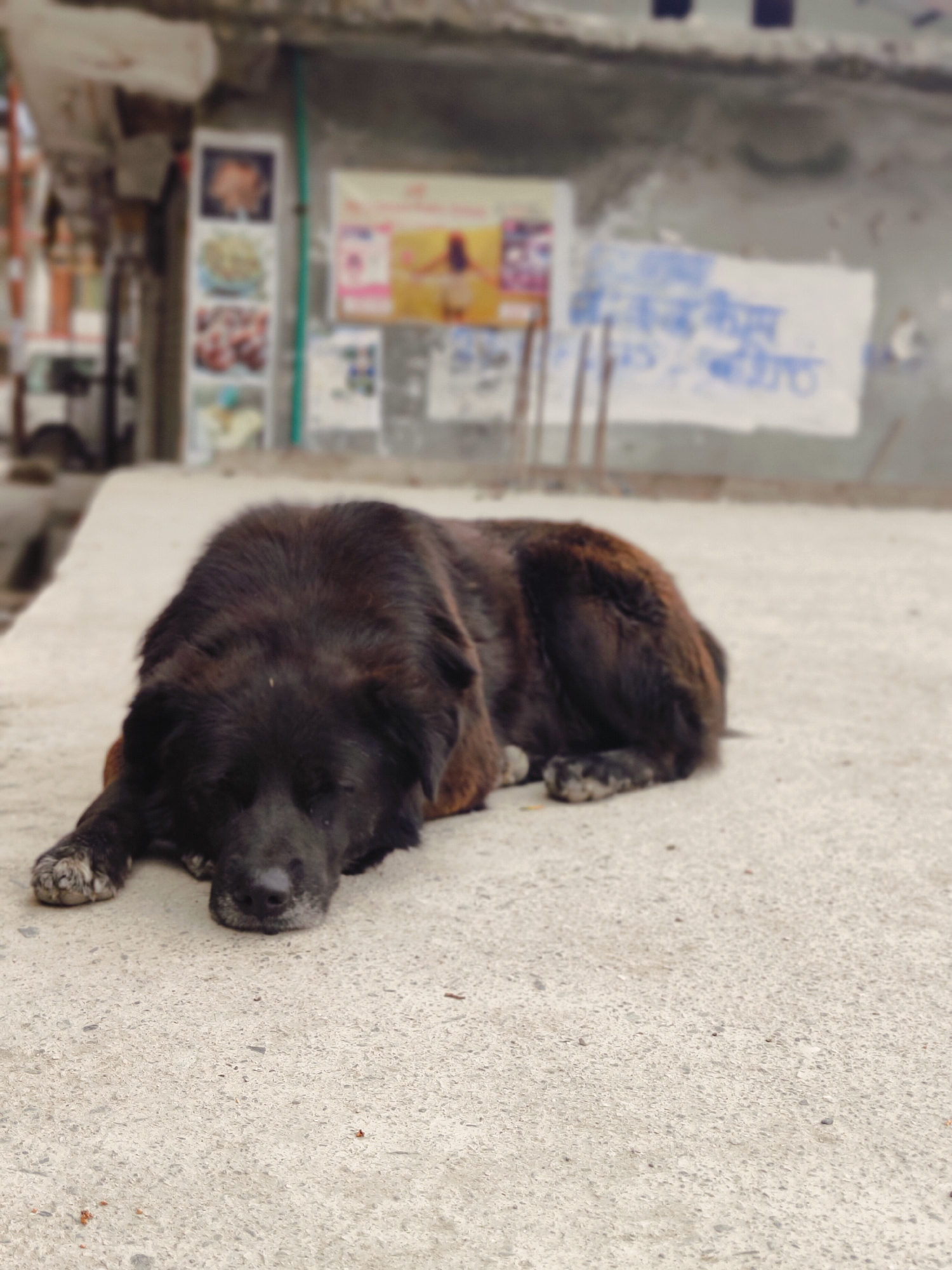 A medium shot captures a large, dark-furred dog sleeping on a concrete surface in Vashisht, India. The dog is lying on its side with its head resting on the ground. Its fur appears somewhat shaggy and is a mix of black and brown. In the background, a blurred wall with posters and some faint blue text is visible. The overall scene suggests an outdoor urban environment.
