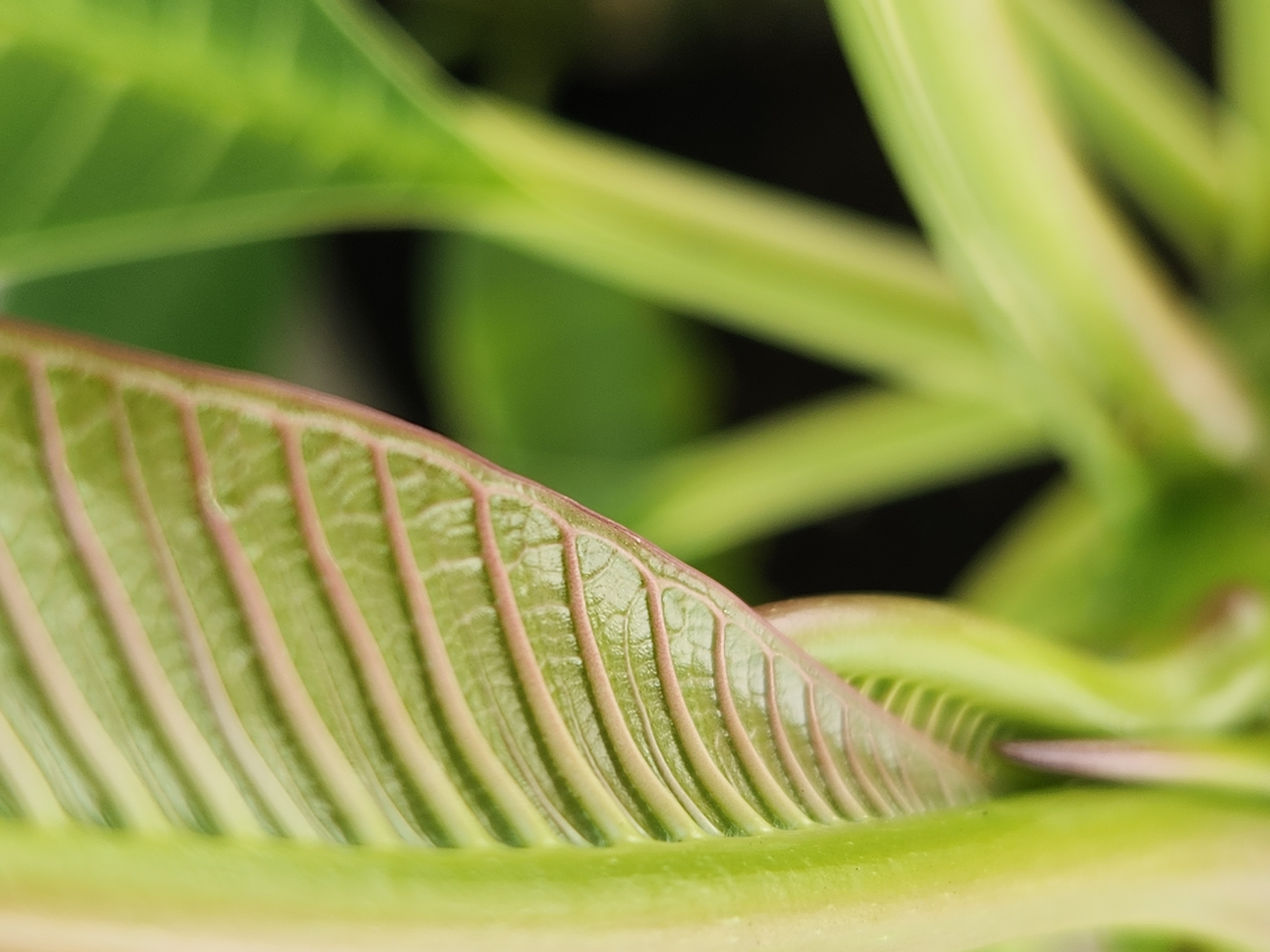 This is a close-up, macro photograph of a young, unfurling leaf with prominent veins. The leaf is a vibrant green with delicate pinkish-red veins, creating a ribbed texture. The leaf is positioned on the left side of the frame, with its stem visible and extending vertically. In the background, other out-of-focus green foliage and stems are visible, suggesting a garden or natural environment. The lighting appears soft and natural. There are no people, animals, or man-made objects identifiable in the image. The specific location in Maitland, United States of America, cannot be determined from the visual information provided in the image.