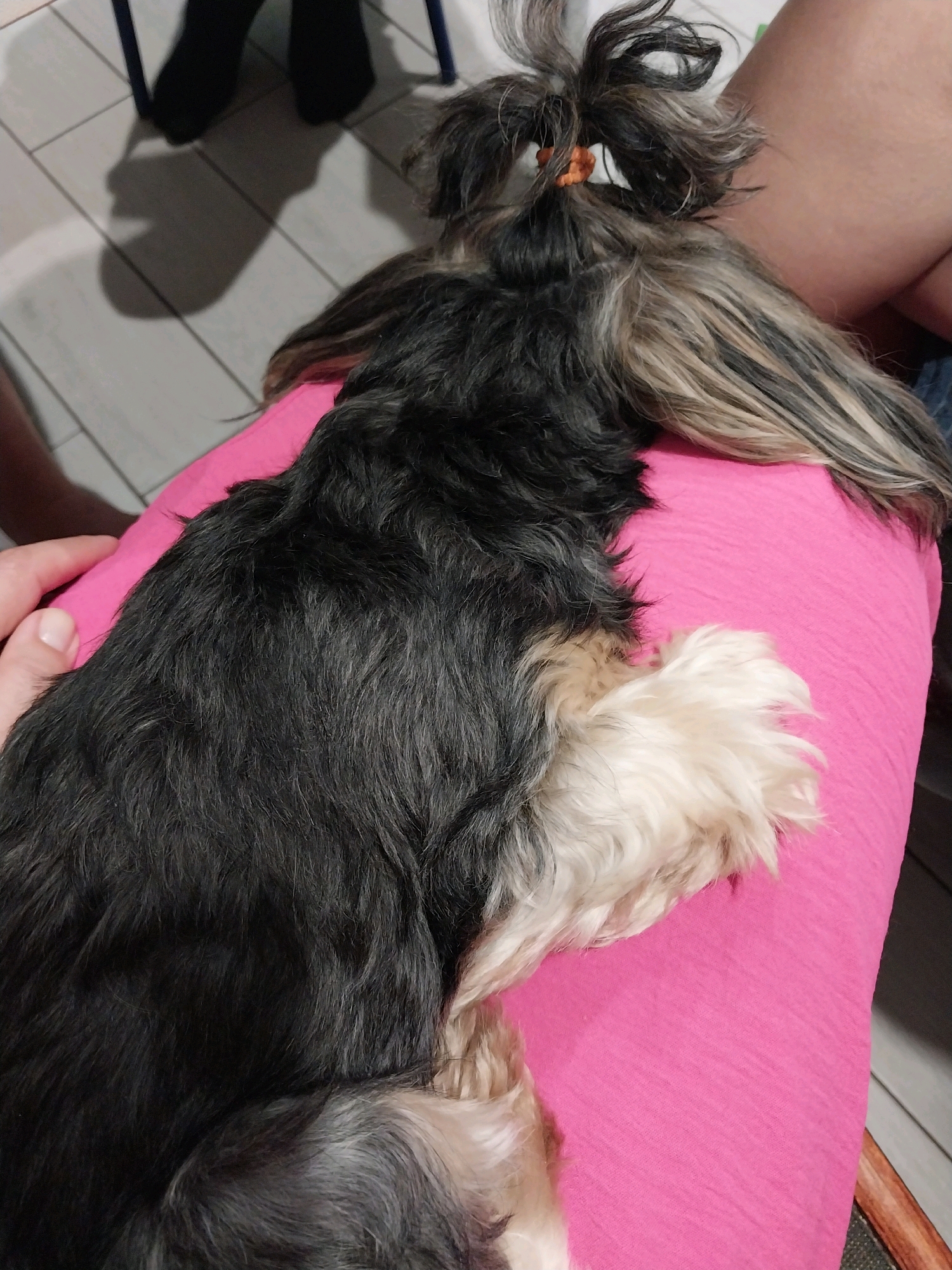 A shaggy, multi-colored dog with its fur tied up in a bun rests on a person's lap, which is covered by a bright pink textured fabric, likely a skirt or dress. The dog's head is down, obscuring its face. Its front paw, which is light brown and white, is visible resting on the fabric. In the background, on a light gray tiled floor, the shadows of two people's legs wearing dark socks are cast. The setting appears to be indoors. The specific location in Dnipro, Ukraine is not discernible from the image.