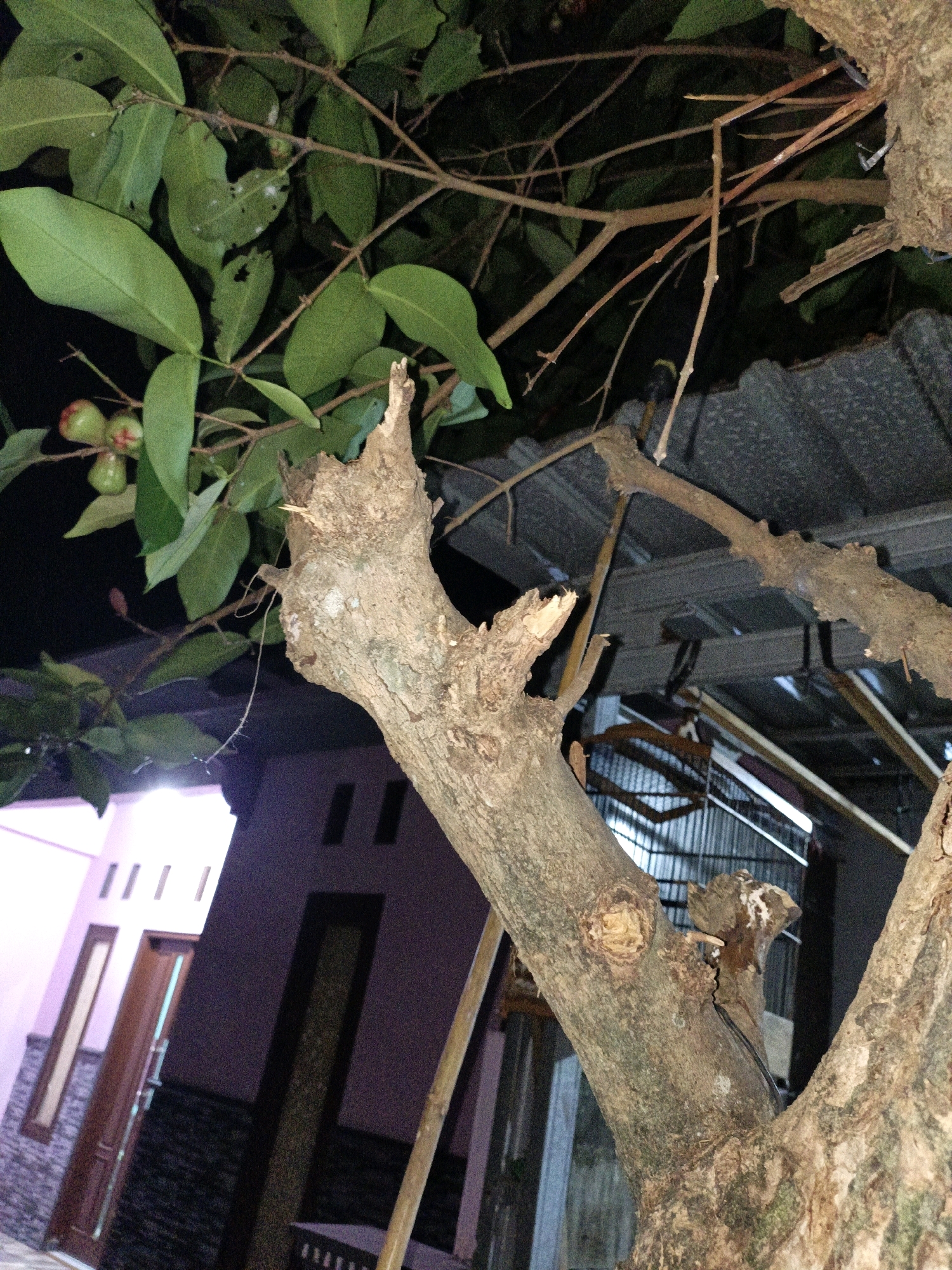 The image depicts a close-up view of a tree trunk and branches against a dark background, suggesting it was taken at night. Several green leaves and a few small, reddish-green fruits are visible on a branch in the upper left quadrant. The tree trunk is thick and textured, with several broken branches and visible damage. In the background, out of focus, is a portion of a building with a tiled roof. The building's facade appears to be painted in shades of pink and dark purple, with visible windows and doors. The overall scene is of a residential outdoor area, likely a yard or garden, within the city of Cikal, Indonesia.