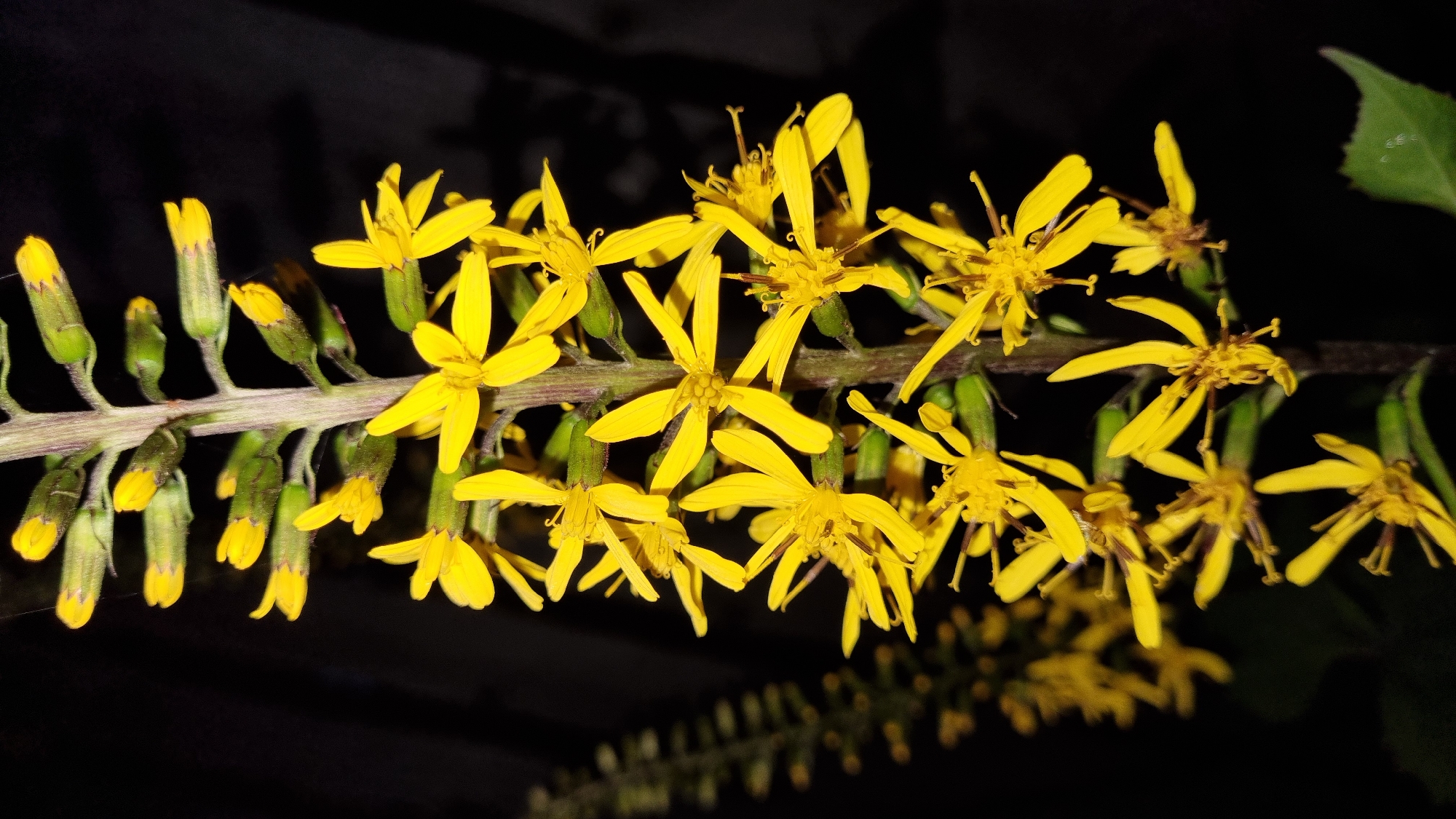 A close-up, low-angle shot captures a vertical stalk of bright yellow wildflowers against a dark, out-of-focus background. The flowers, each with multiple thin, pointed petals, are arranged densely along the stalk, some fully bloomed and others in bud. Green sepals are visible at the base of the blooms, and the stalk itself is a muted purple-green. The lighting is dramatic, highlighting the vibrant yellow of the flowers and casting some of the background into deep shadow. A single green leaf is visible at the bottom right corner of the frame. The scene appears to be outdoors at night or in very low light conditions.