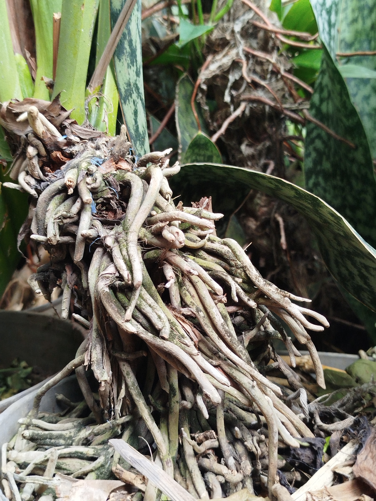 A close-up, eye-level, outdoor shot focuses on a dense tangle of thick, woody roots, characteristic of epiphytic plants like orchids or certain ferns, in Depok, Indonesia. The roots are a pale, greyish-brown, some showing patches of green lichen or moss. They are intertwined, creating a complex, almost sculptural mass, with some roots extending downwards and others curving upwards. A few fine, white root hairs are visible.
Behind the roots, the environment is lush and green. Tall, broad, sword-shaped leaves, some with mottled green and grey patterns, rise vertically. These leaves suggest the presence of a snake plant or a similar foliage plant. The background is softly blurred, indicating a shallow depth of field, but hints at further foliage and possibly a weathered pot or structure. The lighting appears to be natural daylight, casting soft shadows. No people or animals are present in the scene. The overall impression is one of natural growth and a well-established plant in a humid, tropical environment.