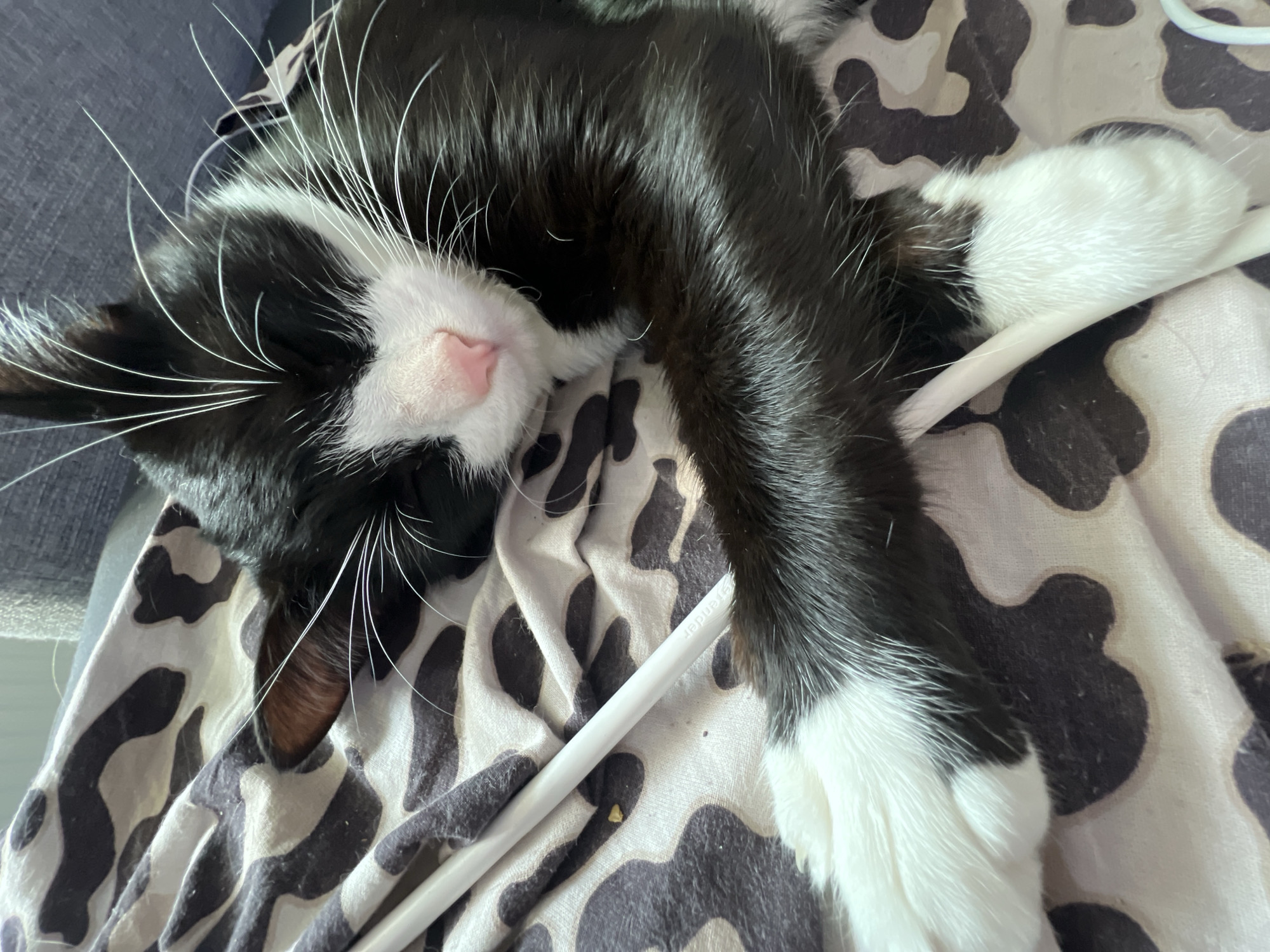 A tuxedo cat, featuring black fur with prominent white markings on its face, chest, and paws, is captured sleeping peacefully indoors. The cat is lying on its side, with its head resting on a patterned surface and one white-furred paw extended. Its delicate pink nose and numerous long, white whiskers are clearly visible, indicating a state of deep relaxation. The fur appears soft and well-maintained.
The cat is positioned on a fabric surface, likely a blanket or bedding, which exhibits an irregular black and white pattern reminiscent of an abstract design or animal print. A thin, white object, possibly a charging cable or a stylus, lies across the patterned fabric, partially tucked beneath the cat's extended paw. On this white object, the word "sender" is visibly printed.
The overall scene conveys a sense of tranquility and domestic comfort. The cat's closed eyes and relaxed posture suggest it is fast asleep. There are no direct visual cues within the image to specify the time of day or external weather conditions, but the indoor setting implies a calm environment. While the provided location context is Saint Petersburg, Russia, this is not discernible from the visual information alone.