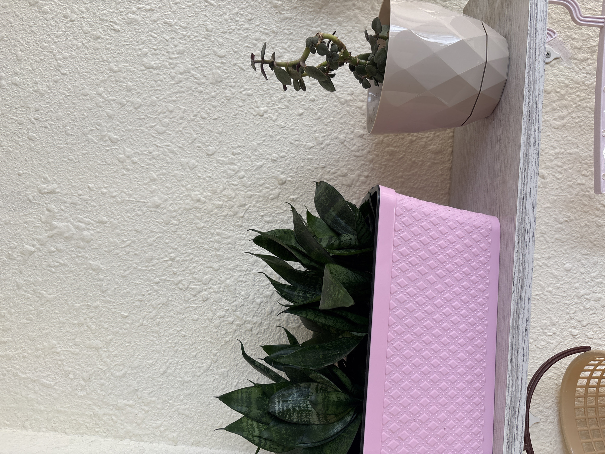 The image shows a close-up of two potted plants on a shelf against a textured, off-white wall. On the left, a pink rectangular planter contains several snake plants with dark green, sword-shaped leaves. To the right, a beige faceted planter holds a single, small succulent plant with thick, green leaves. The shelf beneath the plants is a light gray wooden surface. The background wall has a rough, stucco-like texture. The scene does not contain any people, animals, or specific landmarks that would indicate its location in Baku, Azerbaijan.