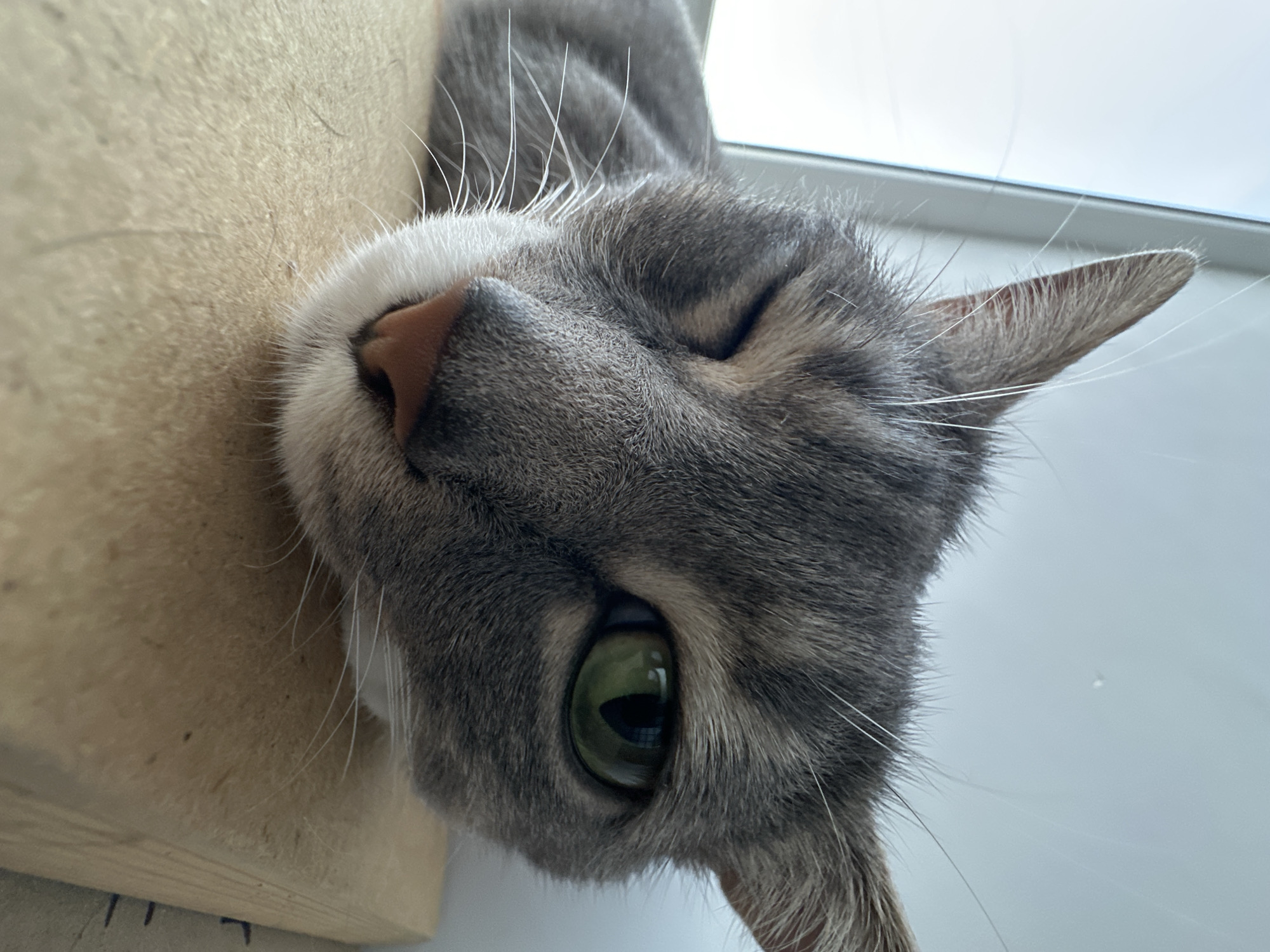A close-up, eye-level, indoor shot shows a domestic shorthair cat with gray tabby markings. The cat is lying down, with its head resting on a light-colored wooden surface, possibly a shelf or windowsill. The cat's face is the primary focus, with its left eye closed in a wink and its right eye wide open, revealing a bright green iris and a dark pupil. The cat's nose is pink, and its white whiskers are prominent against its gray fur. The background is blurred, with a bright, out-of-focus area suggesting a window or light source. The lighting appears to be natural, coming from the side. The image captures a moment of repose or mild curiosity from the animal.