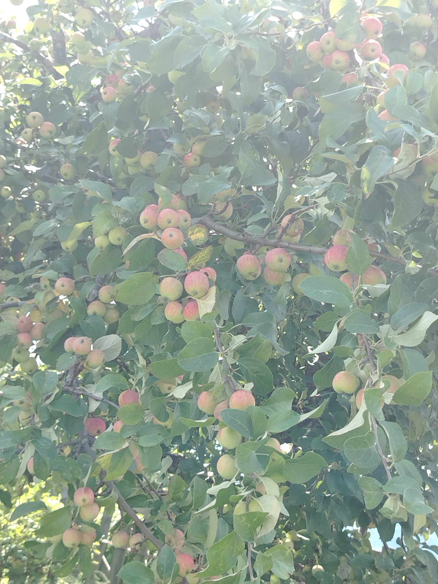 An outdoor, eye-level, medium shot captures a dense cluster of small apples hanging from branches on a tree. The apples vary in color, with some appearing red, pink, and yellow, and are interspersed with green leaves. The lighting suggests it is daytime, with the sun creating some bright areas and lens flare in the upper portion of the image. The overall scene depicts a fruit-bearing tree in what appears to be a natural or garden setting. The location is identified as Chaikovsky, Russia.