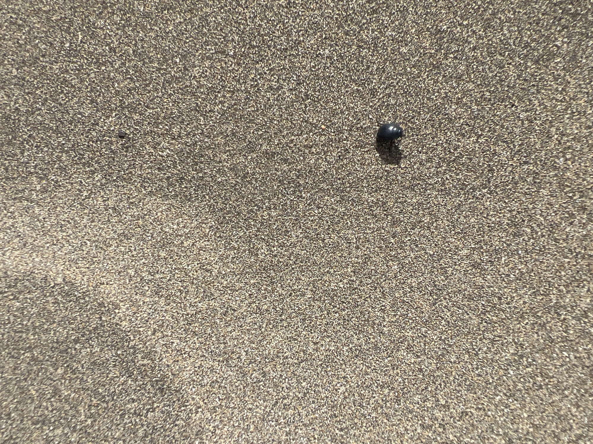 The image depicts a close-up view of dark sandy surface with fine granules. A single, small, black beetle is present on the right side of the frame. The scene suggests a beach environment, likely in the city of San Bartolomé de Tirajana, Spain.