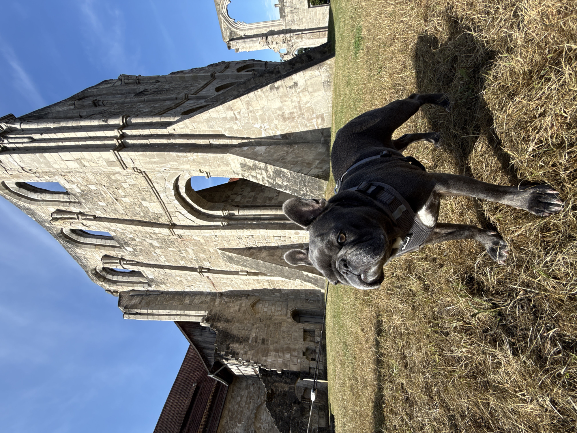 A blue French bulldog stands on dry grass in front of the ruins of the Walkenried Abbey in Walkenried, Germany. The dog is wearing a grey harness. The abbey ruins are made of stone and have large arched openings. The sky is clear and blue.
