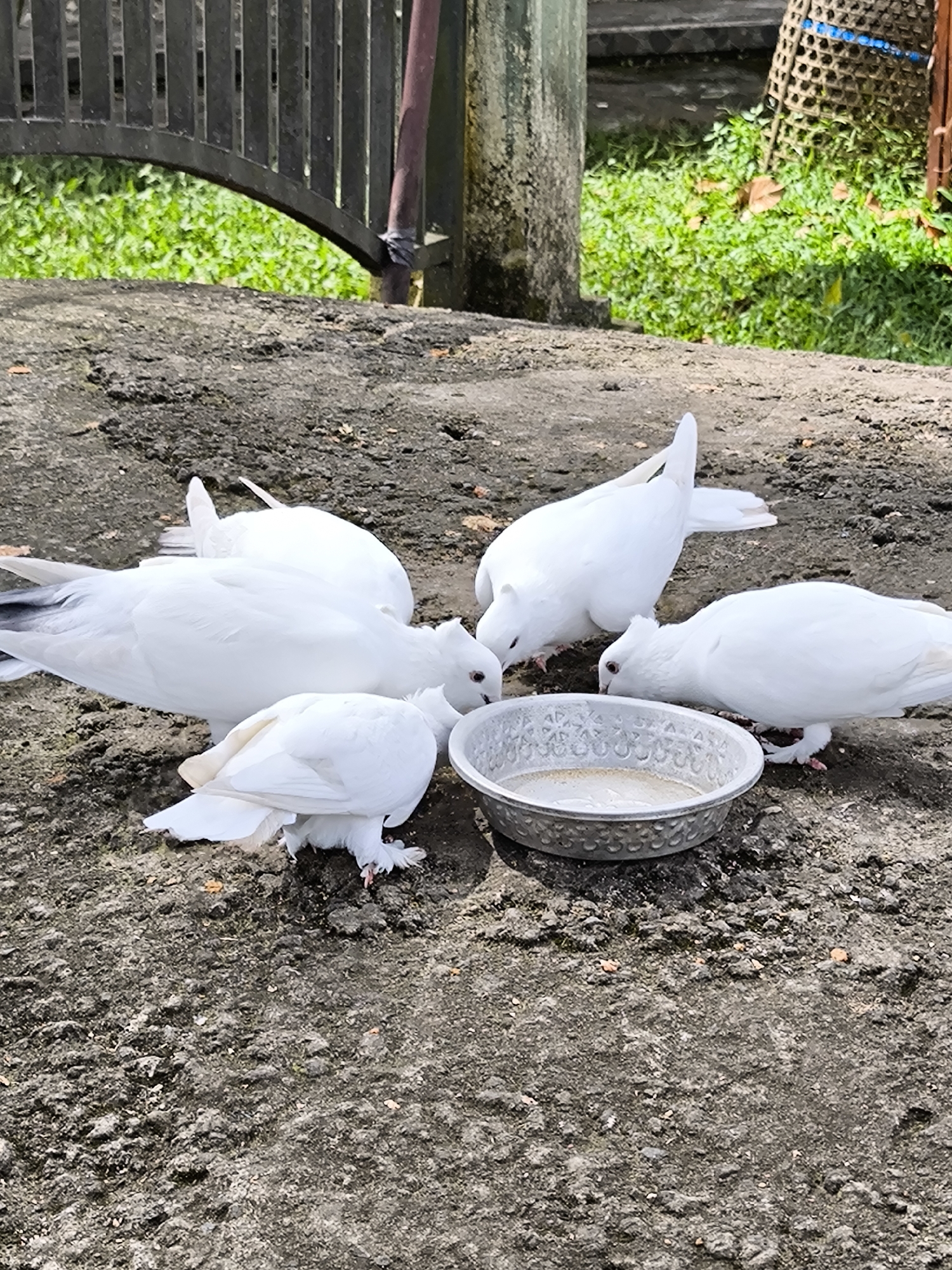 The image depicts five white doves gathered around a shallow, silver-colored bowl filled with water on a concrete surface. The concrete is textured and appears aged. In the background, there is a dark metal fence, green vegetation, and a wooden post. A woven basket is visible near the post. The image appears to be taken outdoors in daylight. Based on visual clues alone, the location within Tua, Indonesia cannot be determined.