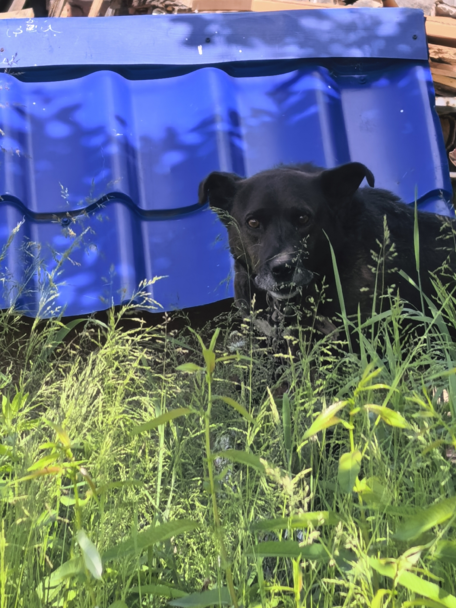 A black dog peers out from tall green grass, with a blue corrugated roof in the background. The dog's head and chest are visible, its eyes are looking towards the camera. The grass in the foreground is lush and green, with some stalks catching the sunlight. The blue roof is wavy and appears to be made of metal. The scene is set outdoors, likely in a rural or suburban environment. The lighting suggests it is daytime, with sunlight filtering through the foliage and casting shadows on the roof.