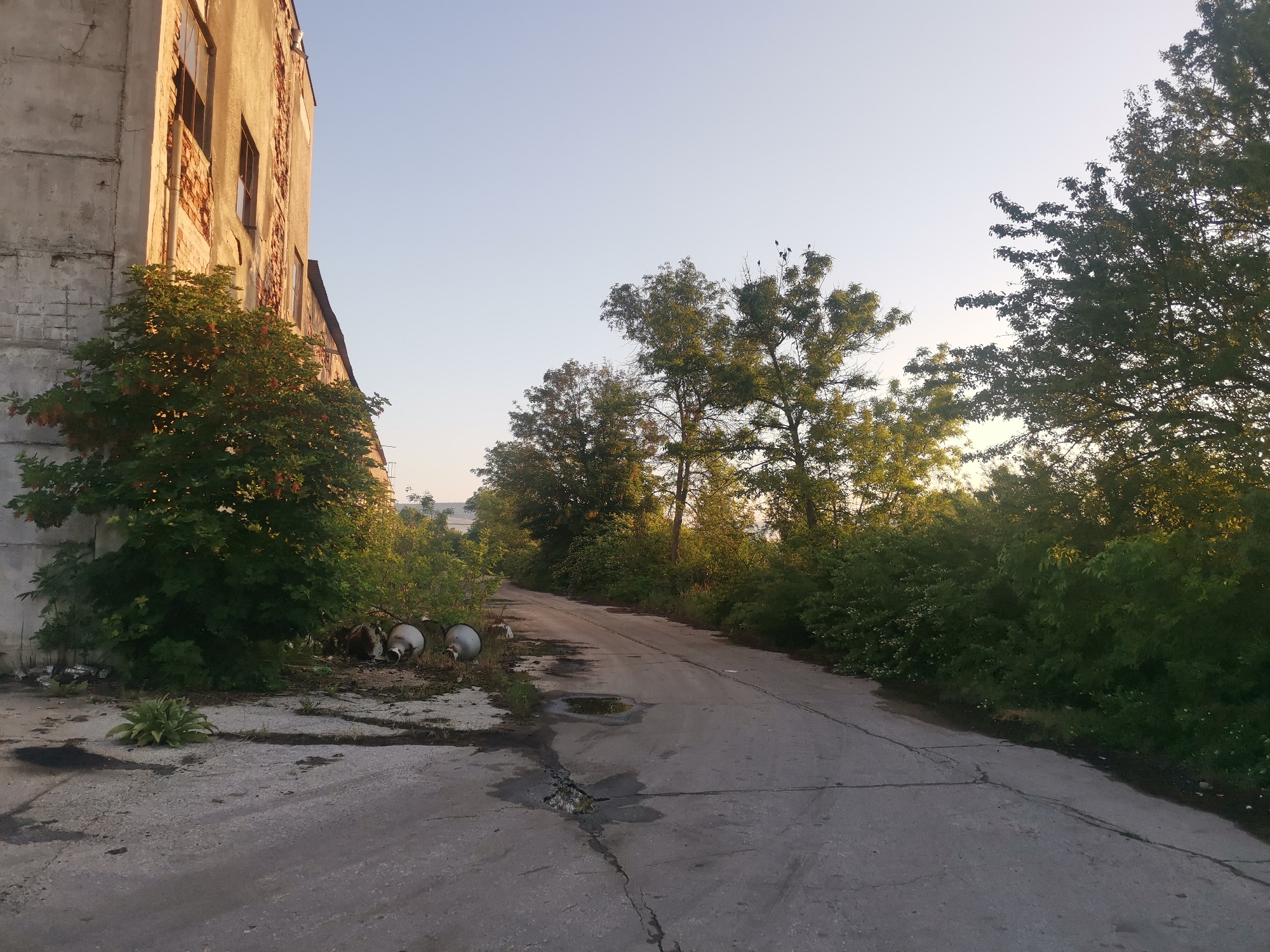 The image depicts an overgrown and seemingly abandoned industrial or rural area in Zhivkovo, Bulgaria, under a clear, light blue sky. The warm, low-angle sunlight suggests either early morning or late afternoon, illuminating the scene and casting soft light on the building and treetops.
**Subjects:** On the left, an old, multi-story building stands prominently, featuring a weathered concrete and exposed brick facade. Some windows, possibly broken, reflect the sky. A large, dense bush with red berries grows vigorously against the building's base, encroaching upon its structure. To the right and extending into the background, a narrow, cracked concrete road or path winds through abundant green vegetation. Dense trees and bushes line both sides of this path, creating a natural canopy further down. Near the base of the bush by the building, several white, bowl-shaped objects, possibly old light fixtures or industrial debris, lie scattered on the ground amidst weeds and a broad-leafed plant.
**Activity or event taking place:** No human or animal activity is visible in the frame, contributing to a sense of stillness and quiet. The scene appears uninhabited and static.
**Notable details:** The predominant impression is one of disuse and nature's reclamation. The concrete path is severely cracked and uneven, with small puddles on its surface, indicating prolonged neglect. The vibrant greenery contrasts with the weathered appearance of the building and the deteriorating road. The warm, golden light creates a somewhat melancholic yet peaceful atmosphere, highlighting the textures of the aged structures and the lush foliage. The fair weather is evident from the bright, cloudless sky.
**Visible text:** There is no visible text in the image.