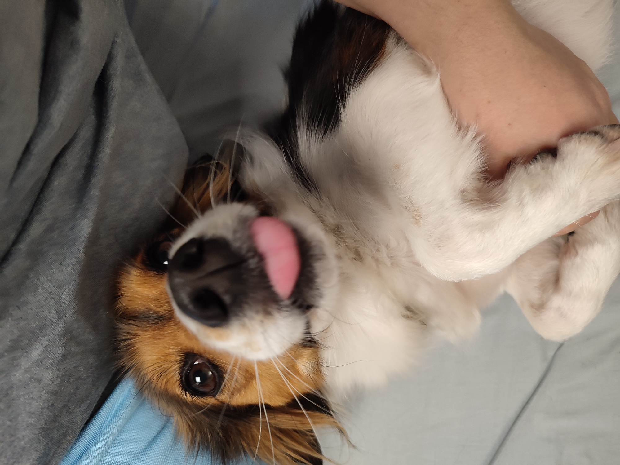 A tri-colored dog is lying on its back, being held by a person's hands. The dog's tongue is sticking out, and its eyes are open, looking at the camera. The background is a soft, blueish-grey surface, possibly a bed or couch. There is no indication of the city of Murino, Russia.