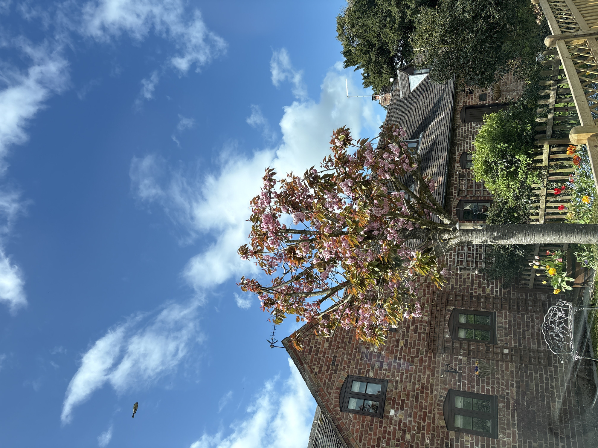 The image shows a low-angle view of a pink-flowered tree in Shrewsbury, United Kingdom. The tree is in bloom and partially obscures a brick building with a sloping roof and dark-framed windows. The sky is blue with scattered white clouds. A small bird is visible flying in the sky. A garden with flowers and greenery is visible in the background, partially obscured by a wooden fence. An antenna is visible on the building's roof.